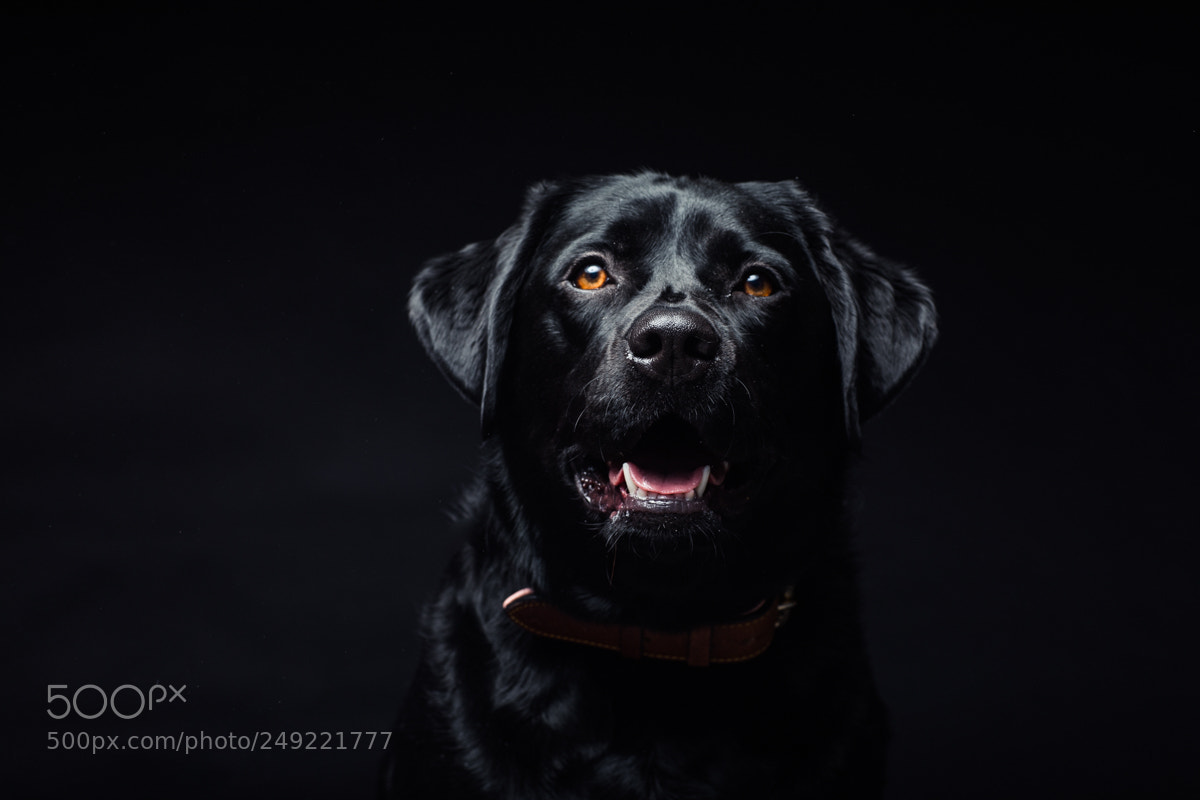 Canon EOS 5D Mark IV sample photo. Bella photography