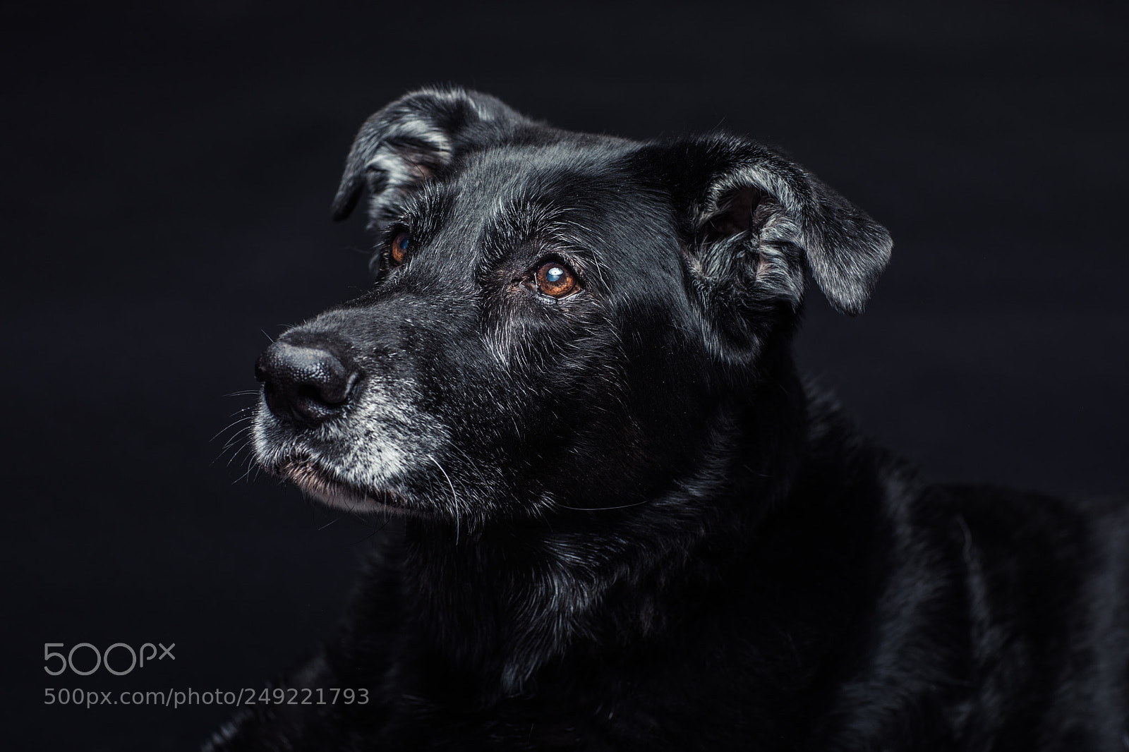 Canon EOS 5D Mark IV sample photo. Max photography