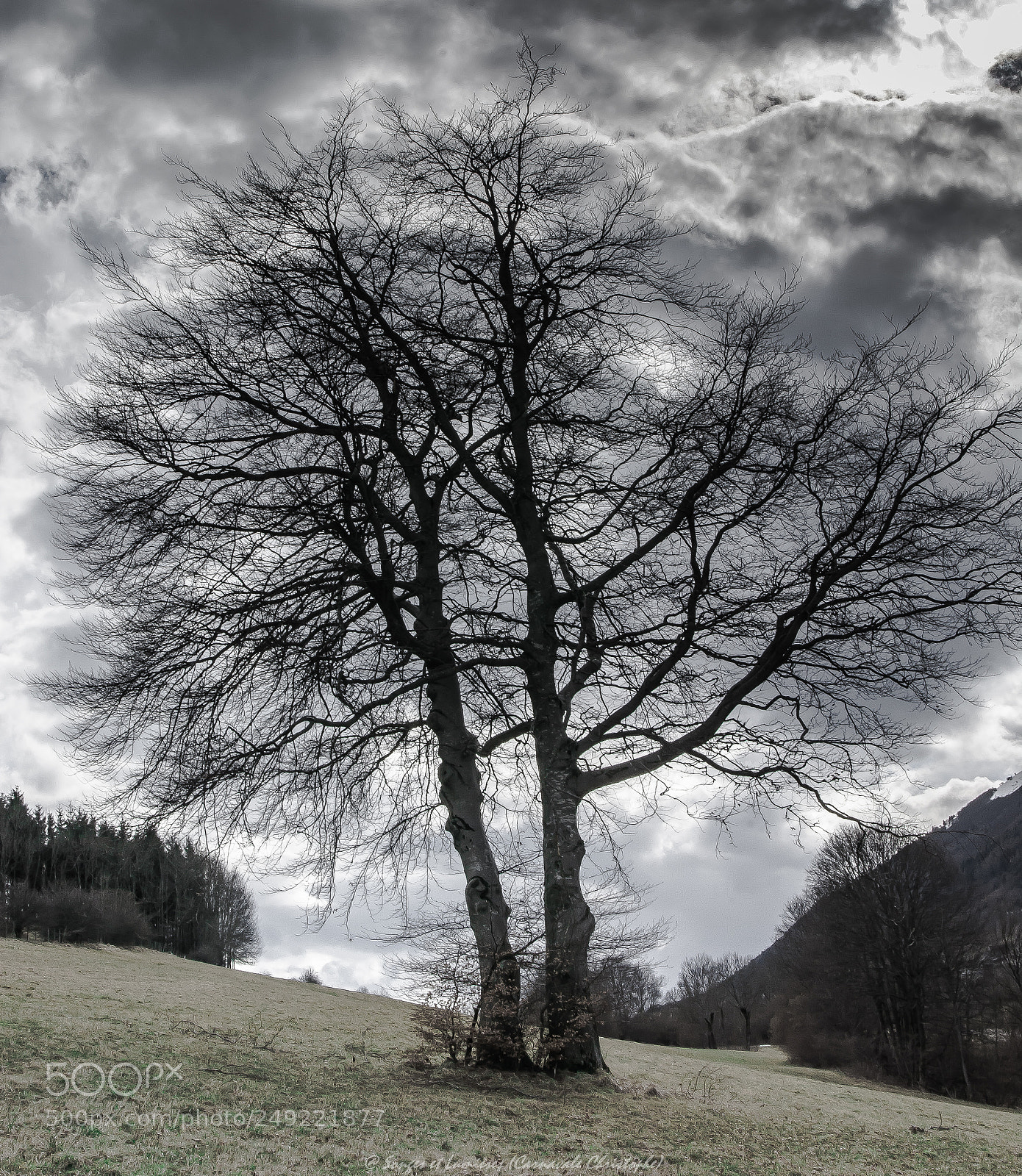 Nikon D7100 sample photo. Arbre photography
