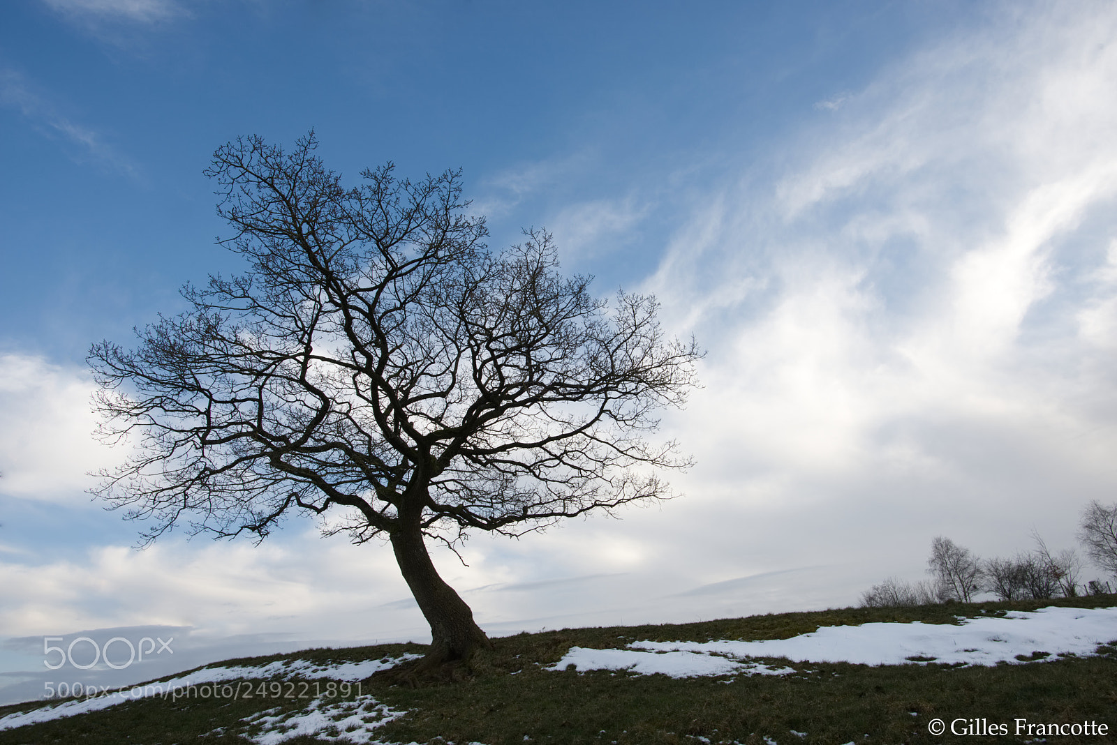 Nikon D800 sample photo. Tree. photography