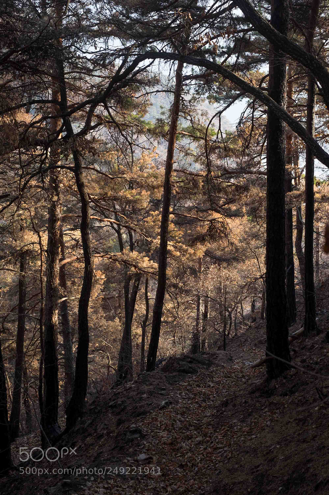 Fujifilm X-T1 sample photo. Winter? photography