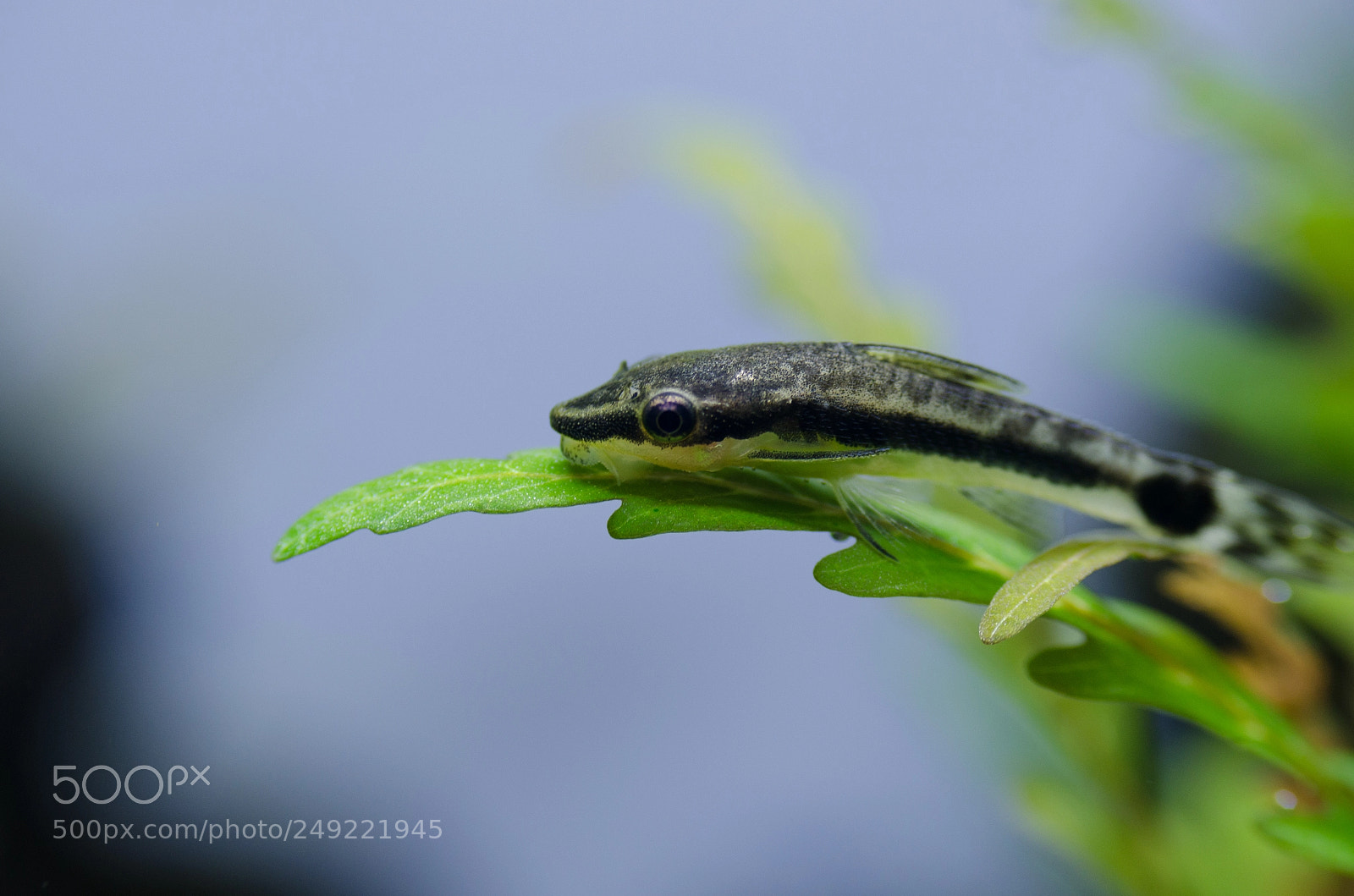 Nikon D7000 sample photo. Otocinclus affinis photography
