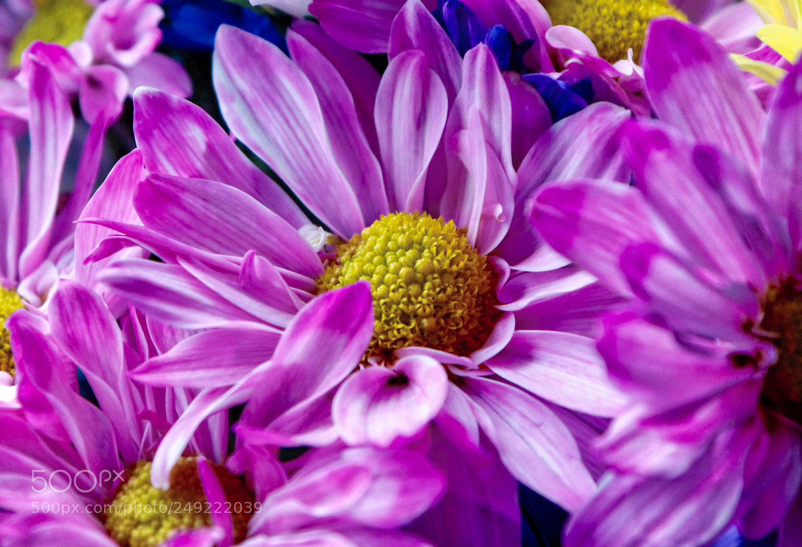 Canon EOS 800D (EOS Rebel T7i / EOS Kiss X9i) sample photo. Wanda's birthday bouquet photography
