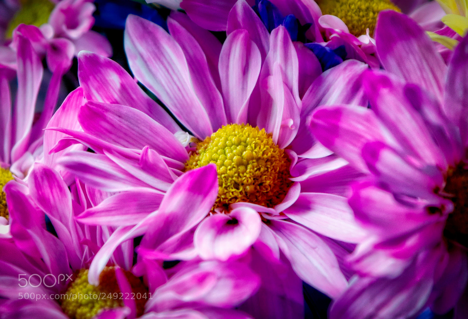 Canon EOS 800D (EOS Rebel T7i / EOS Kiss X9i) sample photo. Wanda's birthday bouquet photography