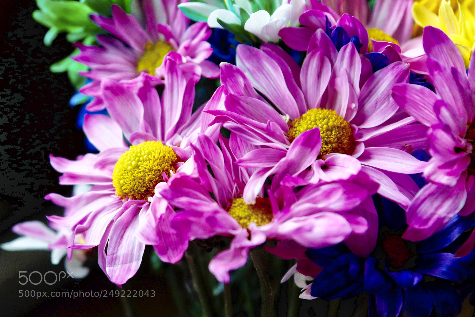 Canon EOS 800D (EOS Rebel T7i / EOS Kiss X9i) sample photo. Wanda's birthday bouquet photography