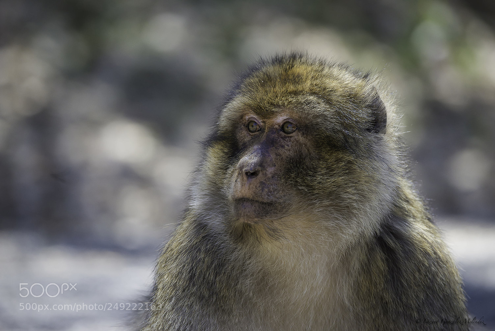 Nikon D610 sample photo. Monkey photography