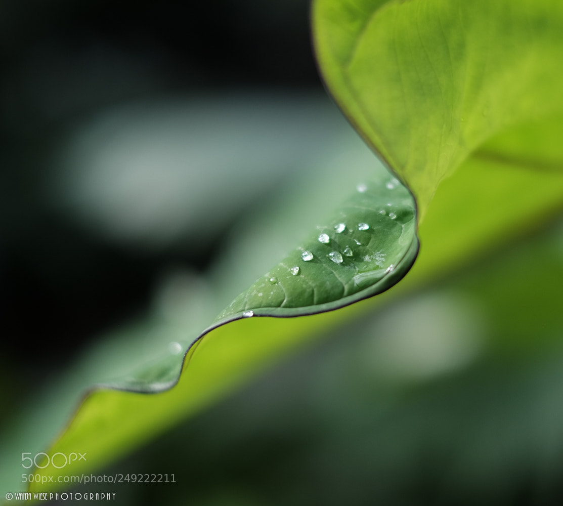 Fujifilm X-T10 sample photo. Untitled photography
