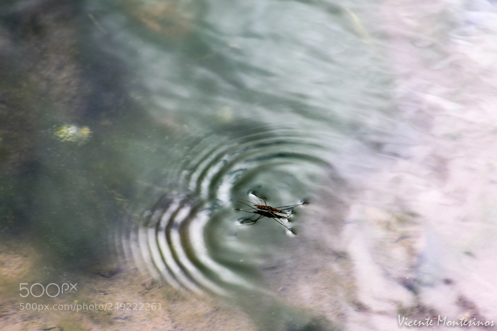 Nikon D7500 sample photo. Gerris lacustris photography