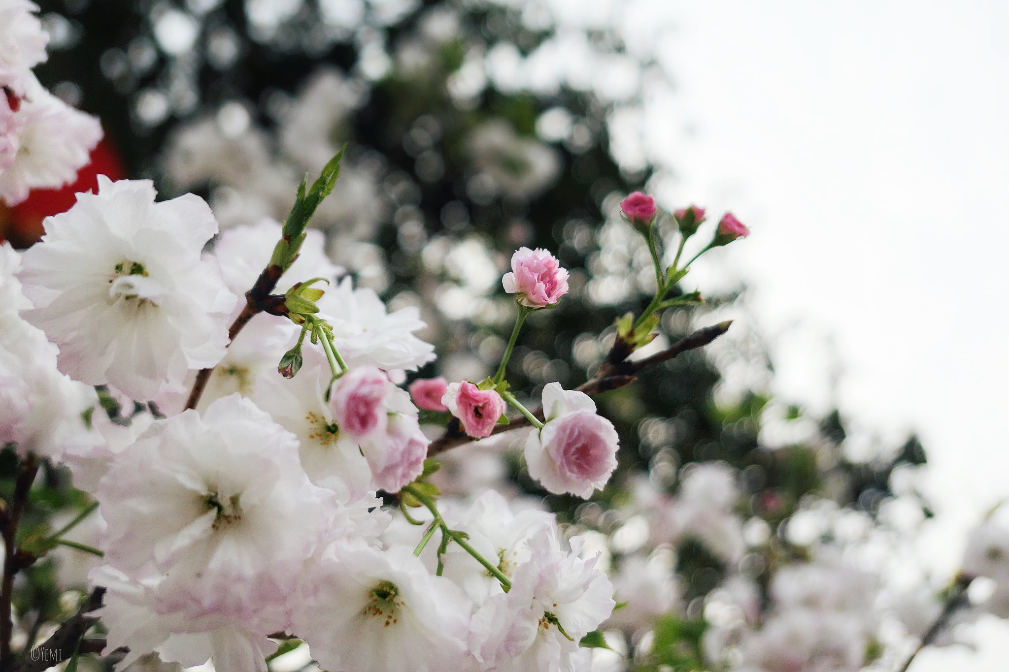 Panasonic Lumix DMC-LX10 (Lumix DMC-LX15) sample photo. Guangzhou baomo garden cherry blossom festival photography