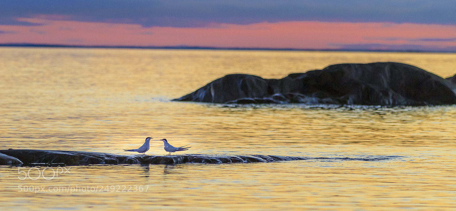 Canon EOS 7D sample photo. Terns photography