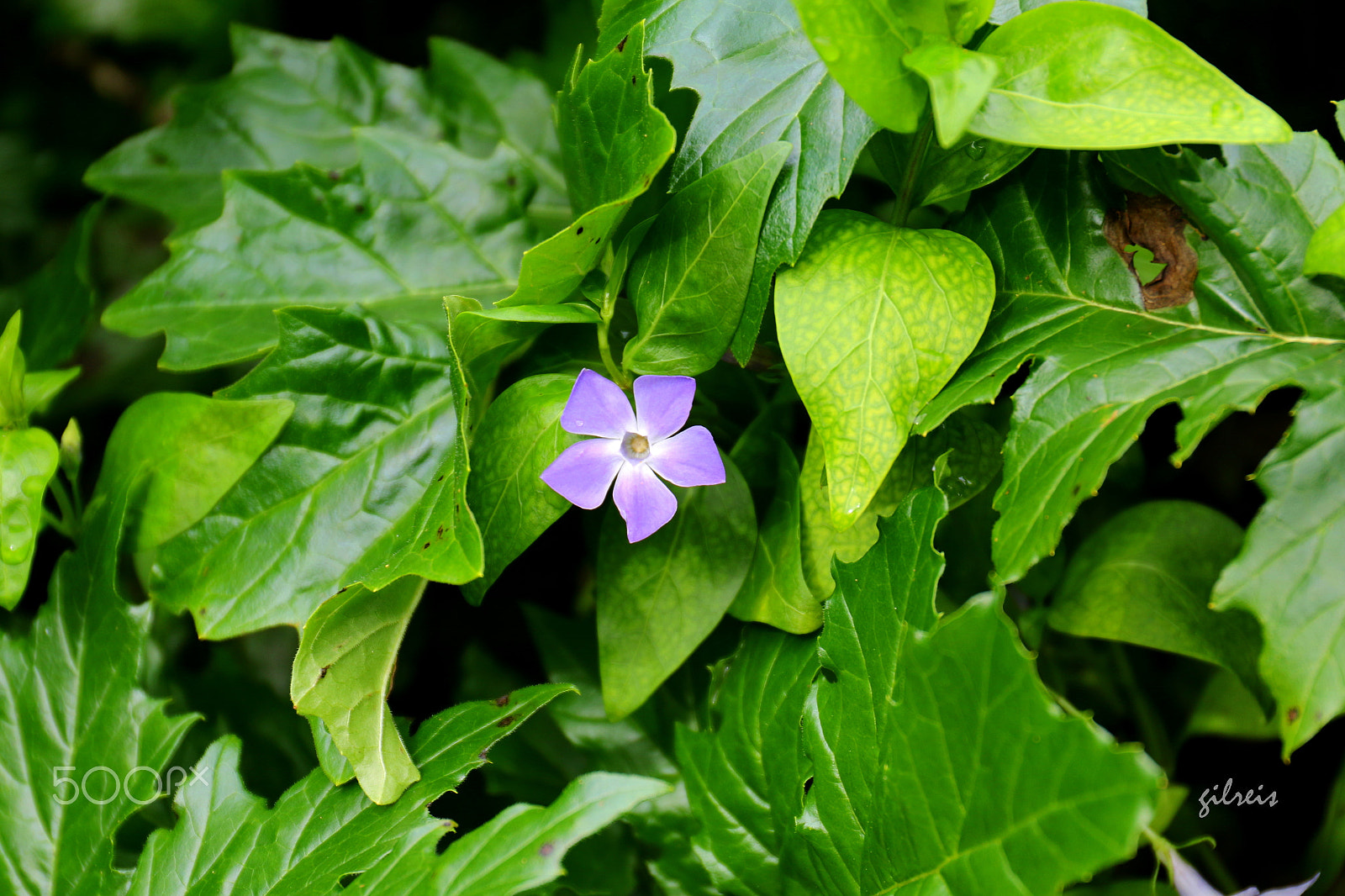 Canon EF 24-70mm F4L IS USM sample photo. Wild photography
