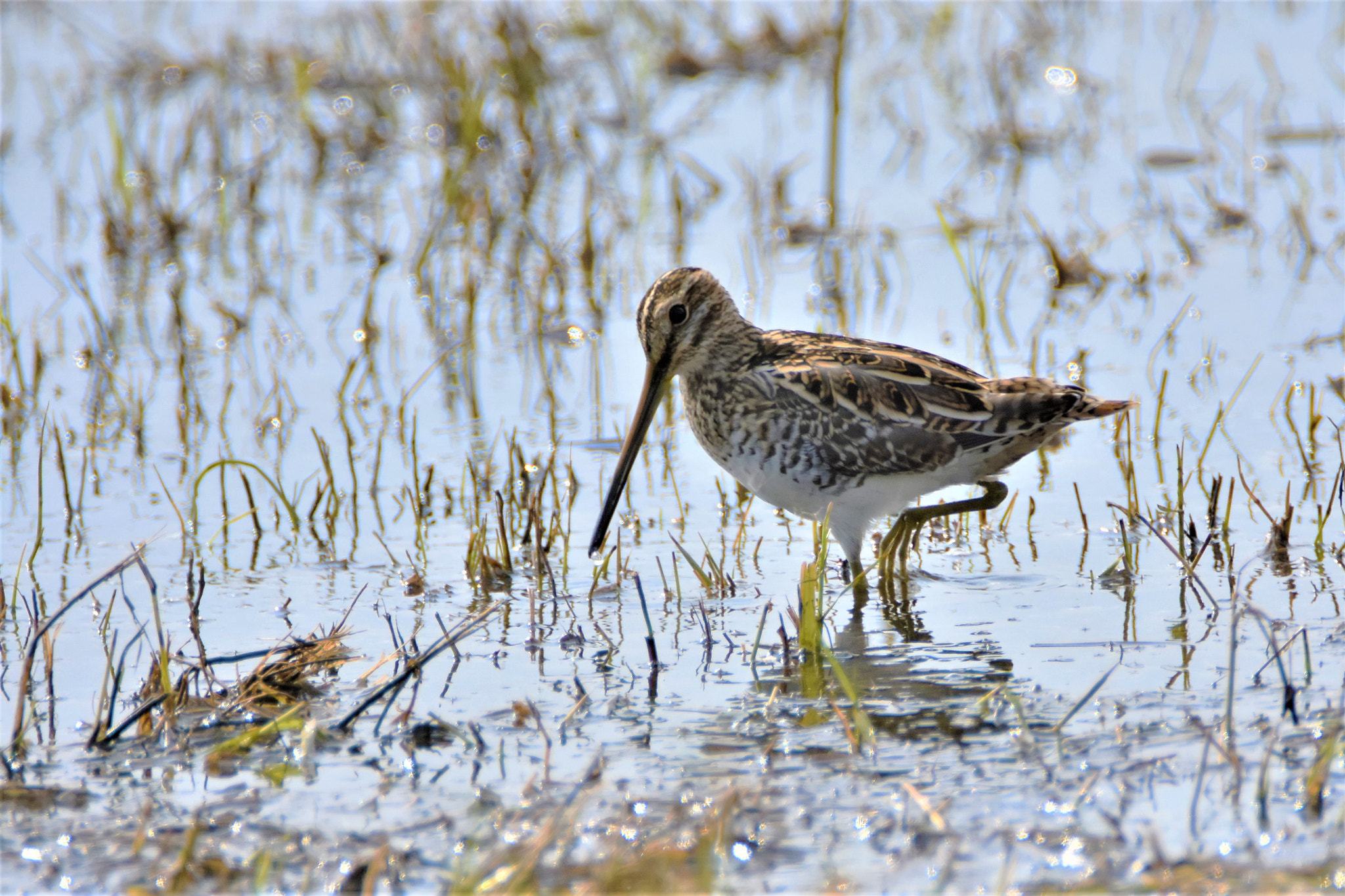 Nikon D7200 sample photo. Walking snipe photography