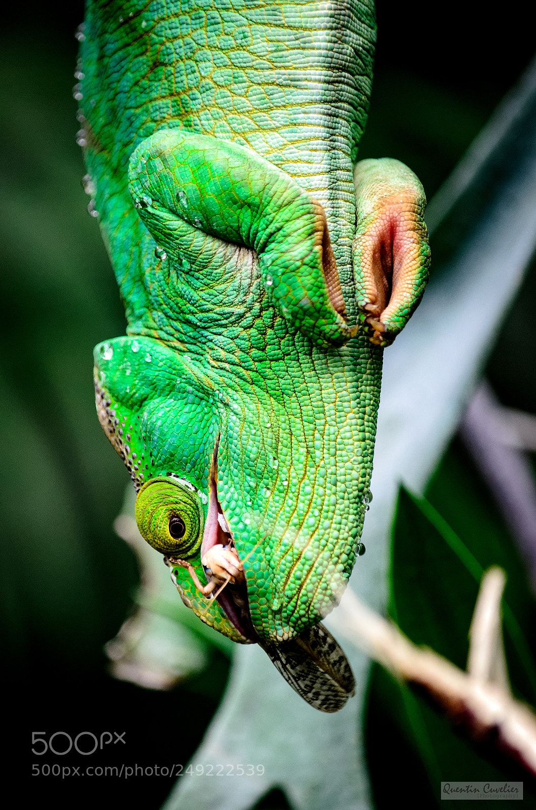 Nikon D7000 sample photo. Chameleon eating photography