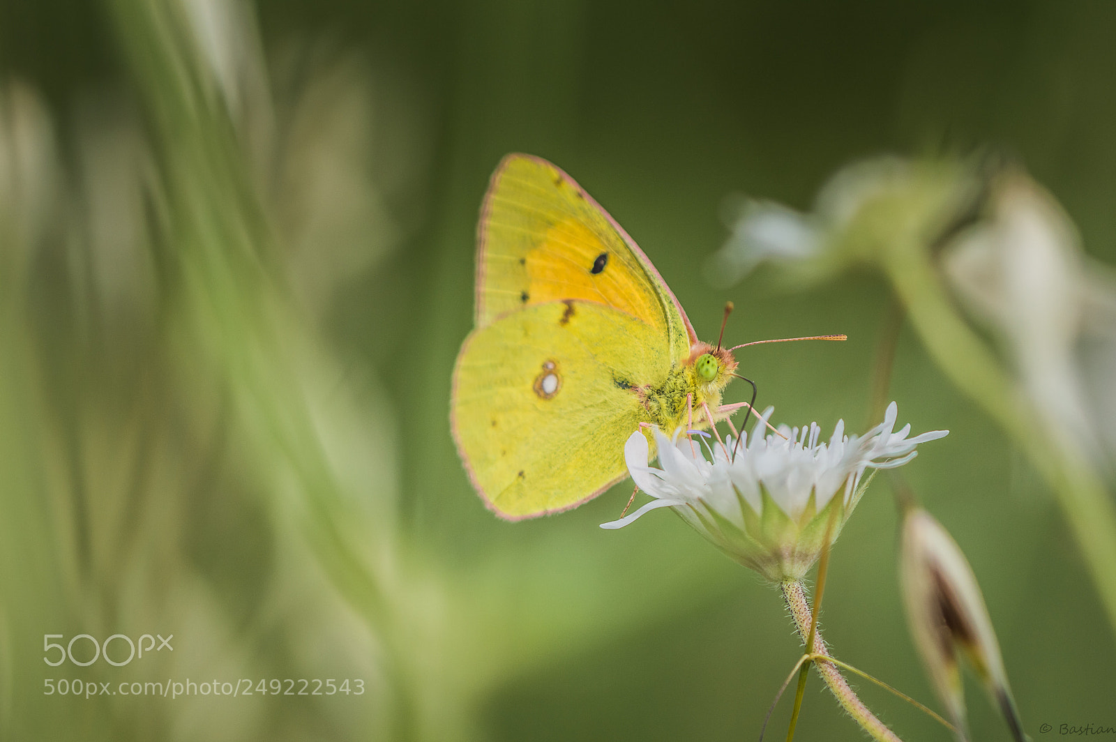 Nikon D3200 sample photo. Clouded yellow photography