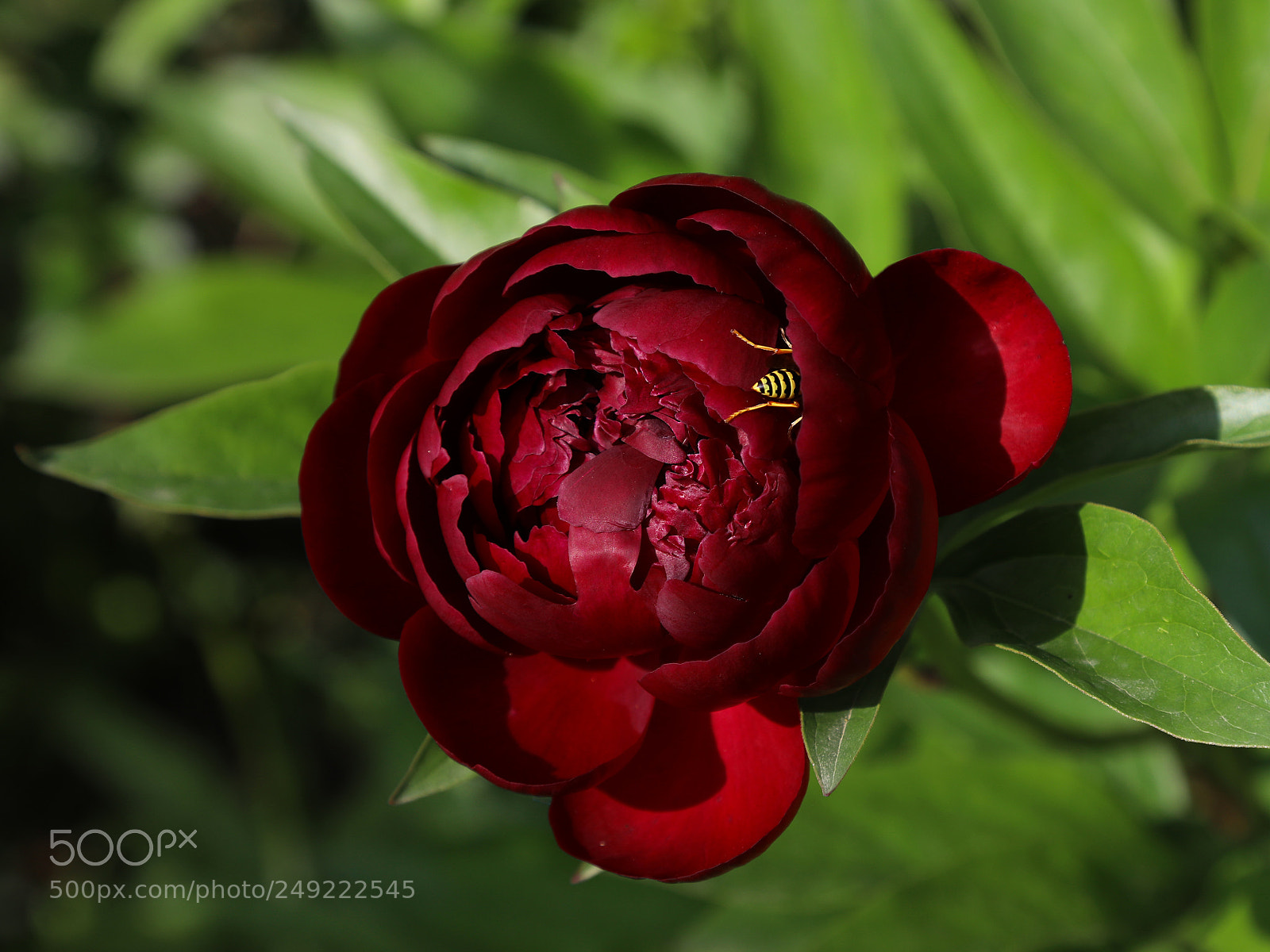 Canon EOS 5D Mark IV sample photo. Red peony and wasp photography