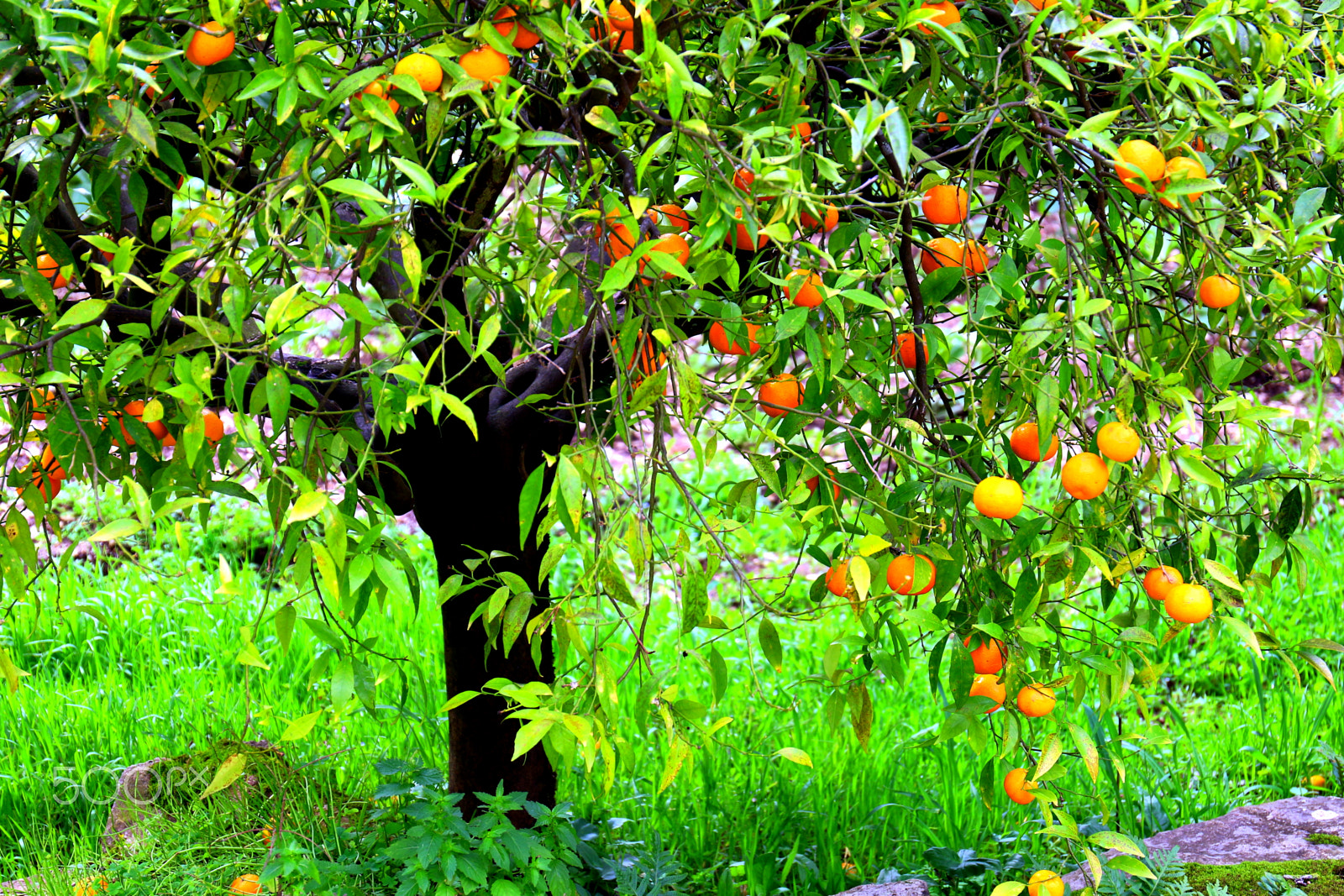Canon EF 24-70mm F4L IS USM sample photo. Oranges photography