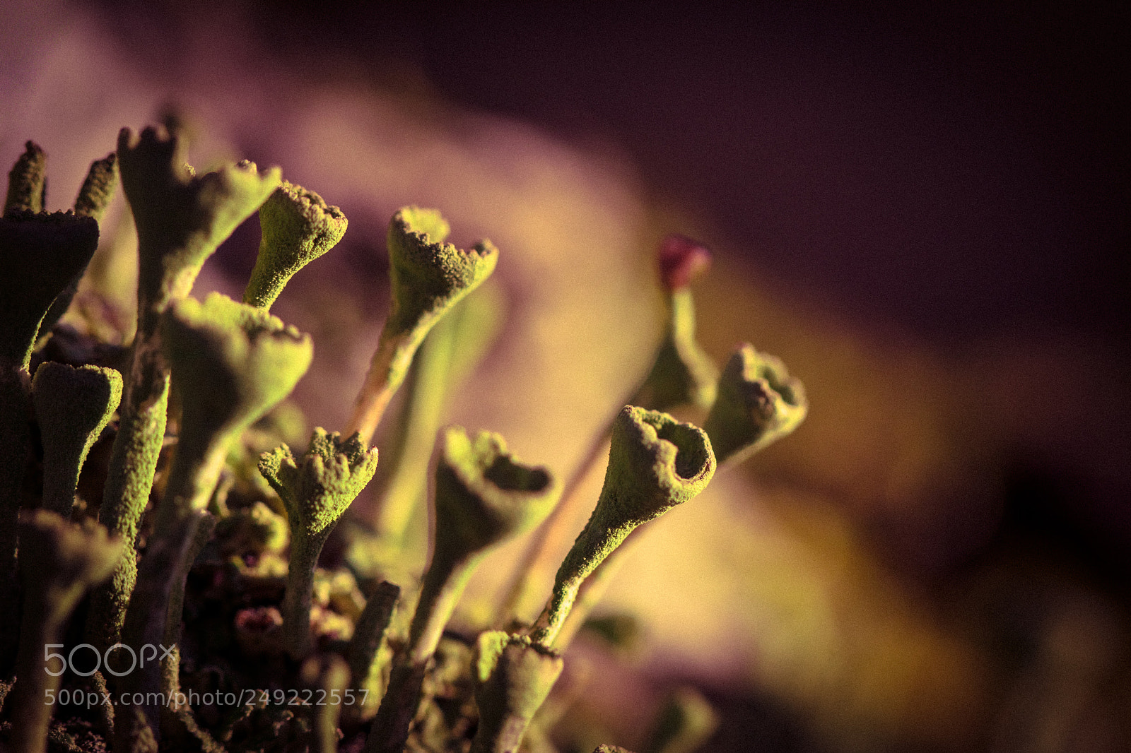 Canon EOS 80D sample photo. Lichen photography