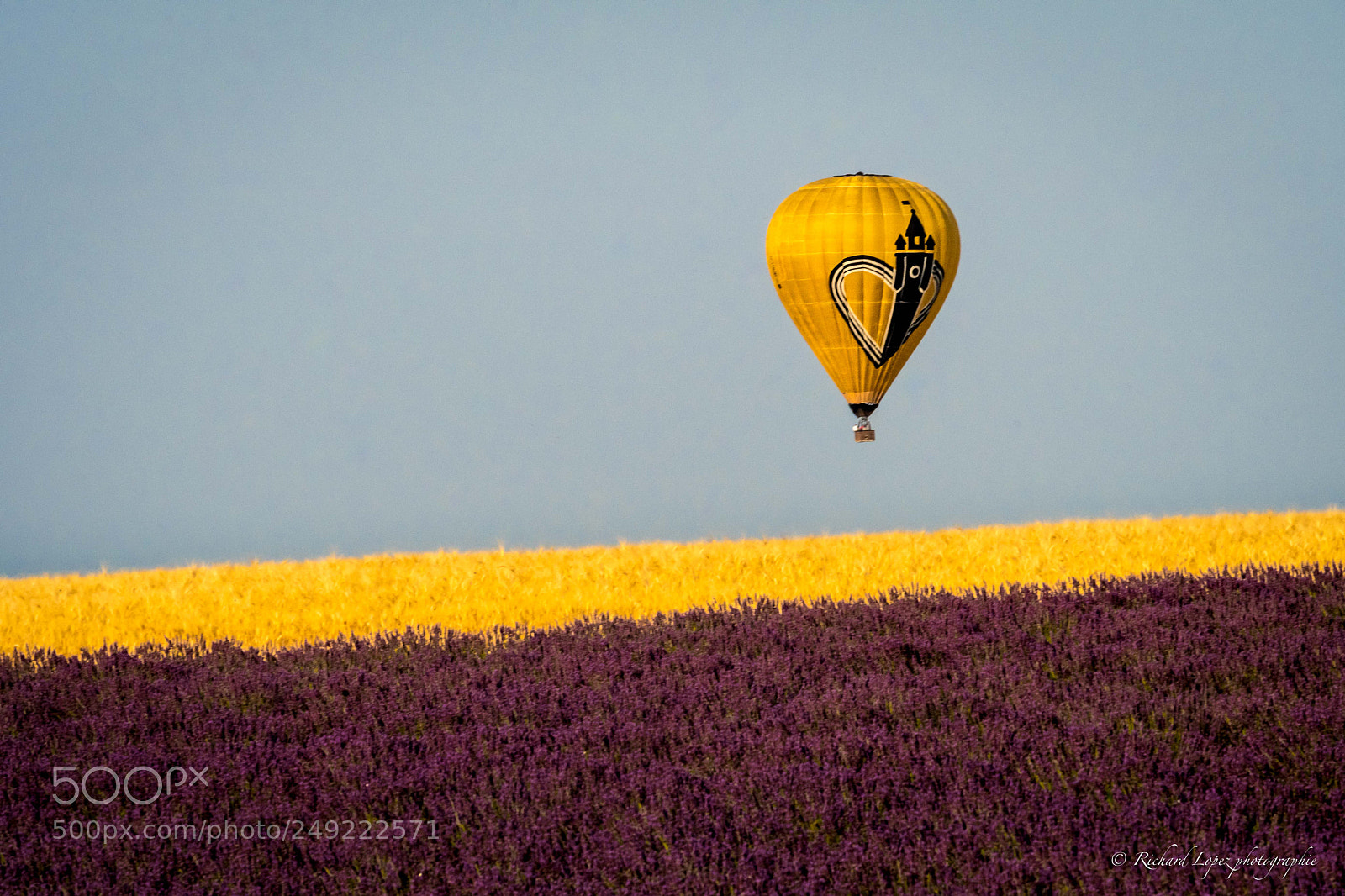 Nikon D500 sample photo. Lavander flight photography