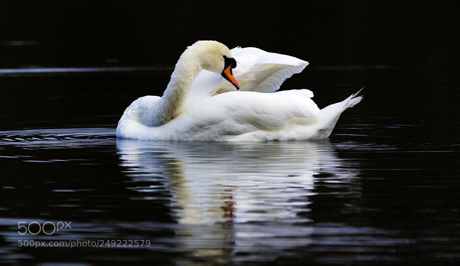 Canon EOS 1200D (EOS Rebel T5 / EOS Kiss X70 / EOS Hi) sample photo. Mute swan photography