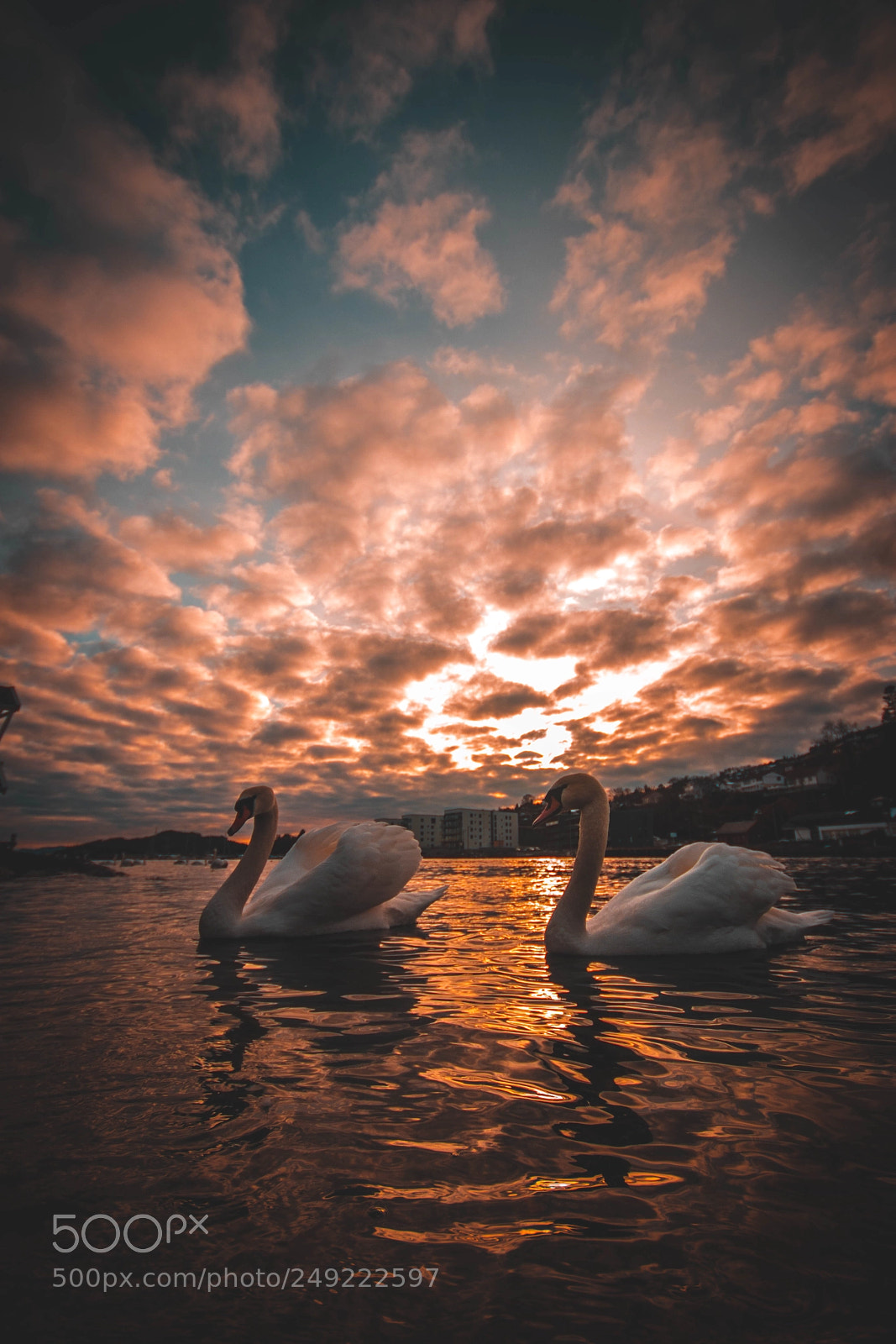 Canon EOS 77D (EOS 9000D / EOS 770D) sample photo. Swans in sunset photography
