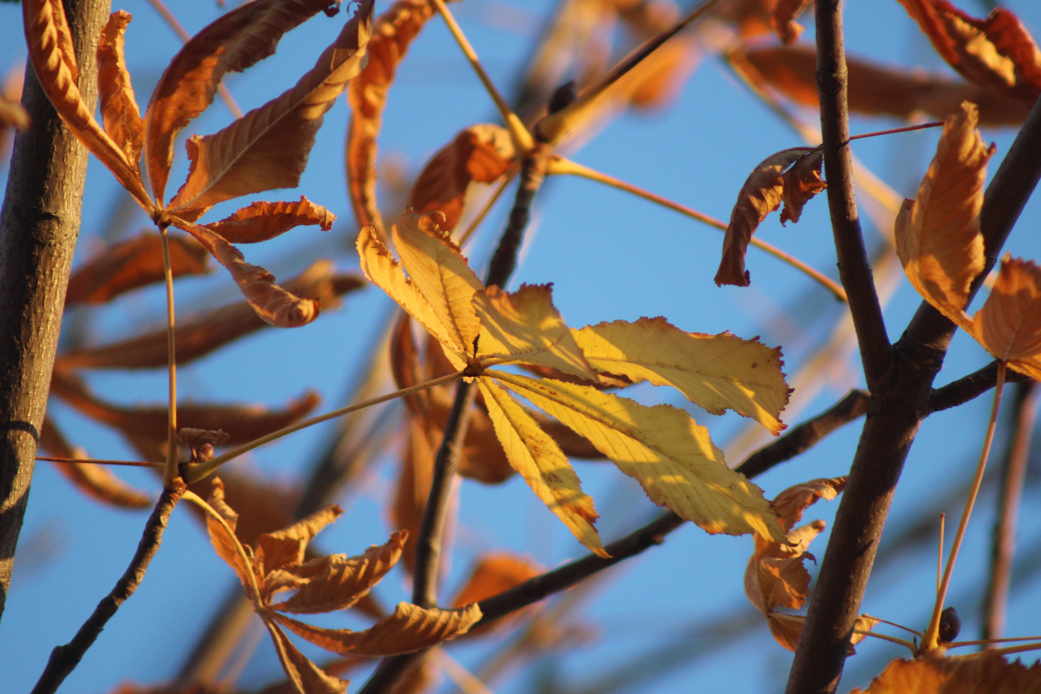 Canon EF 75-300mm f/4-5.6 sample photo. Leafs  at the autumn photography