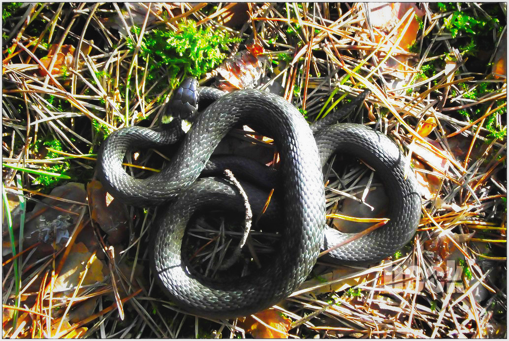 FujiFilm FinePix S2500HD (FinePix S2600HD) sample photo. Sunbathing snake in the sun photography