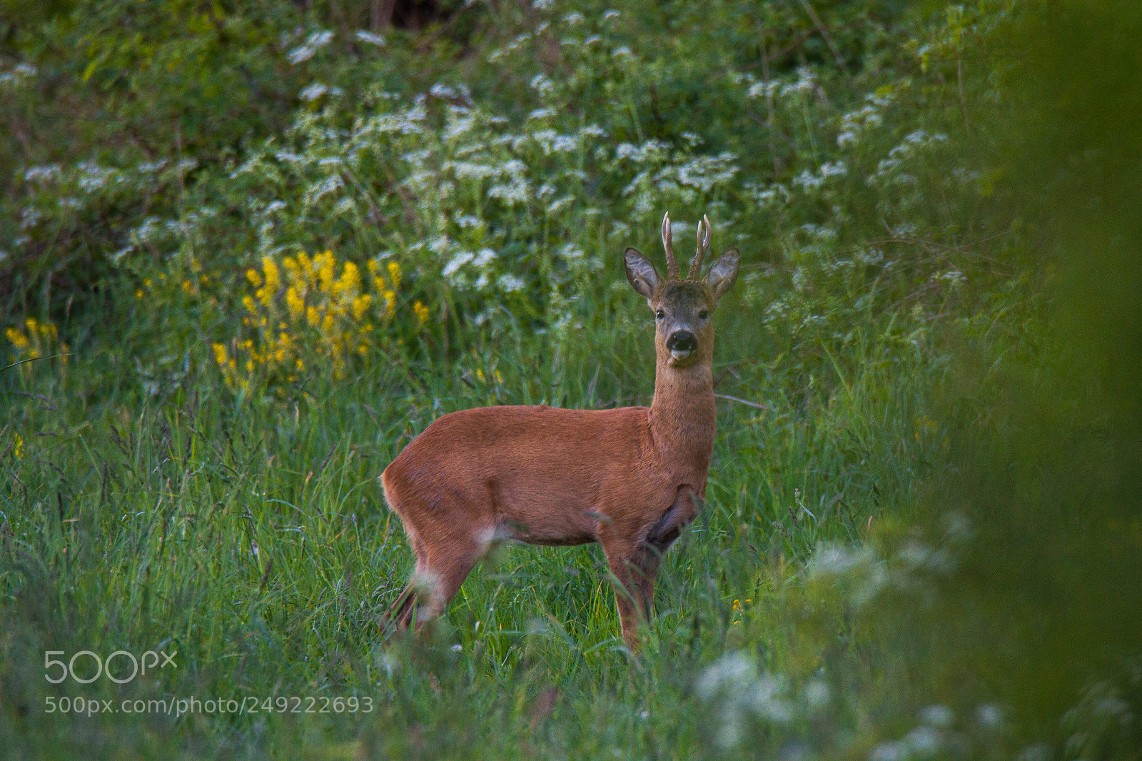 Canon EOS 60D sample photo. Roe deer buck photography
