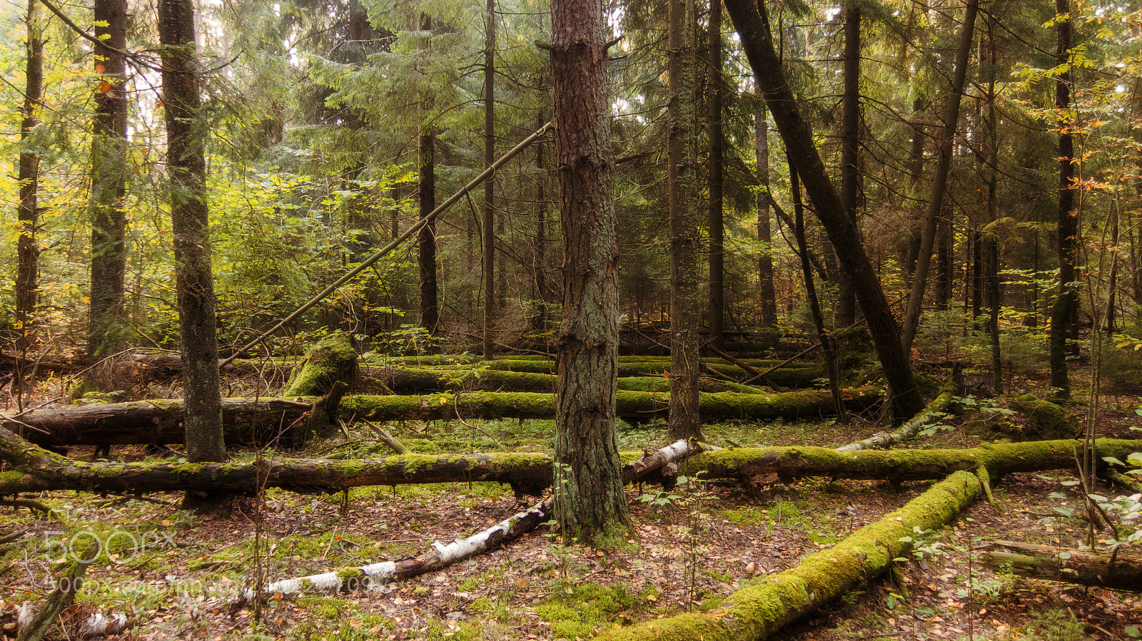 Canon PowerShot S100 sample photo. Forest photography