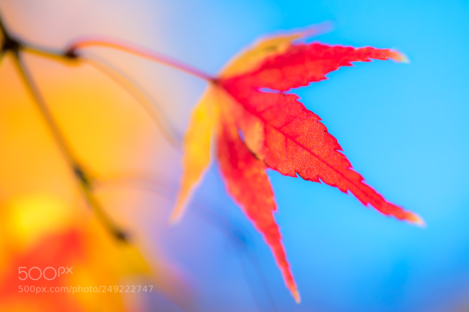 Canon EOS 5D Mark IV sample photo. Red & blue photography