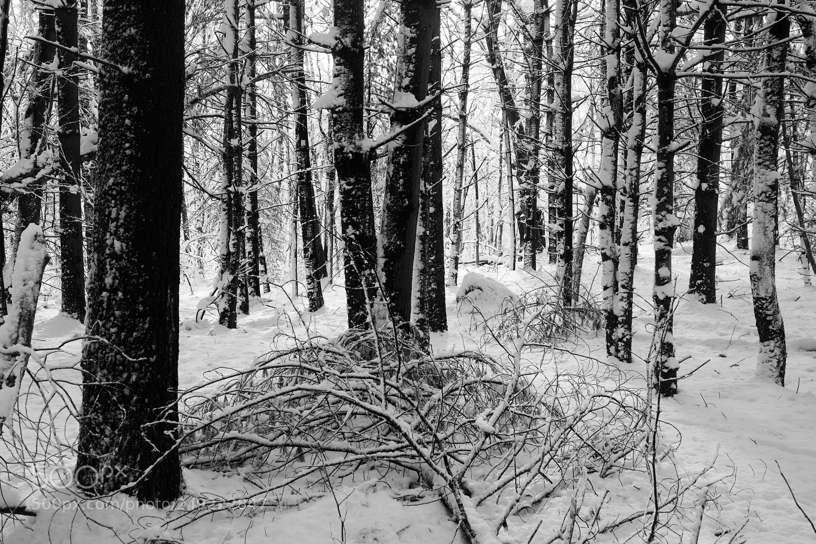 Pentax K-1 sample photo. Pine forest in snow photography