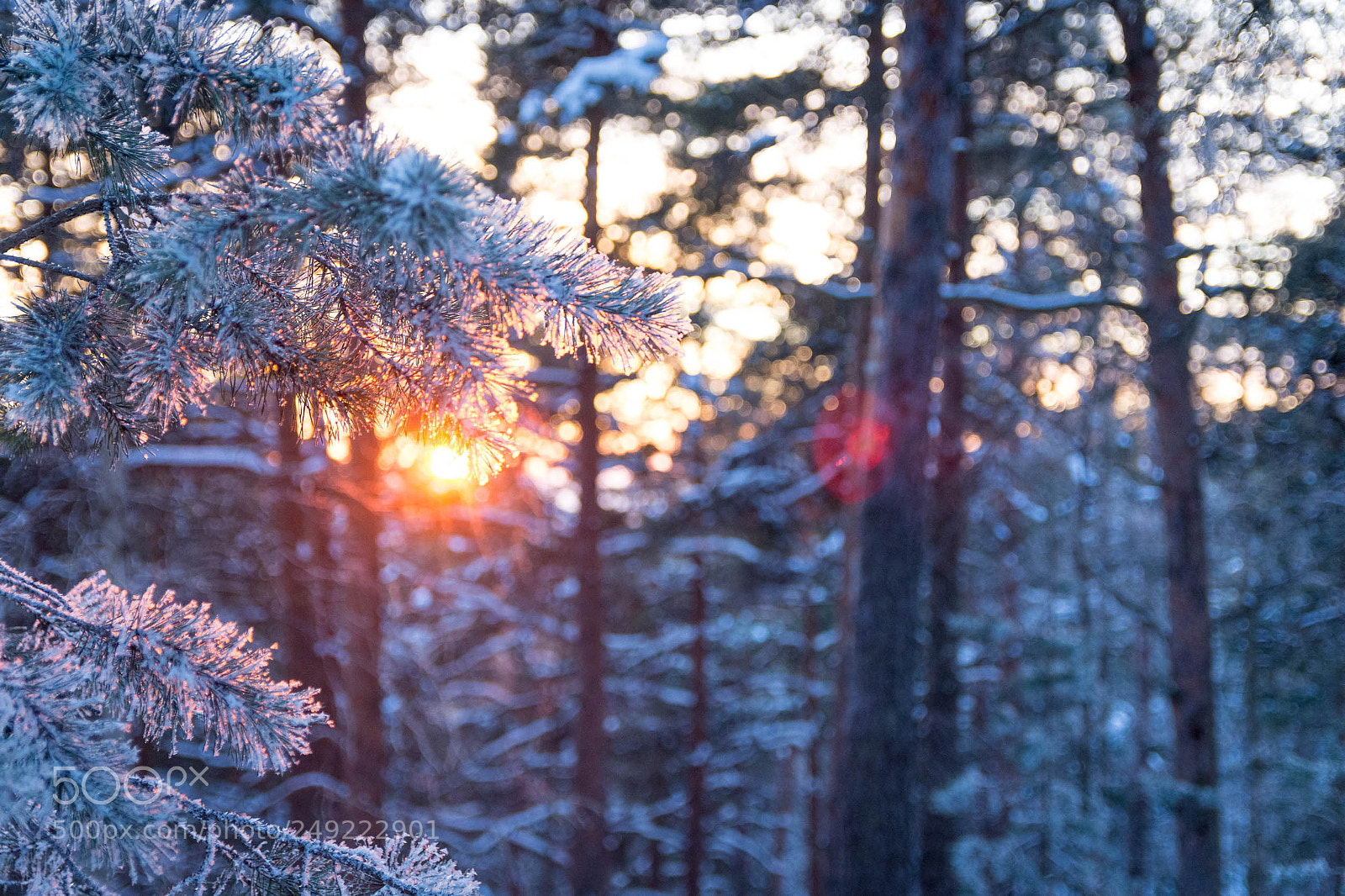 Nikon D7200 sample photo. Winter wonderland photography
