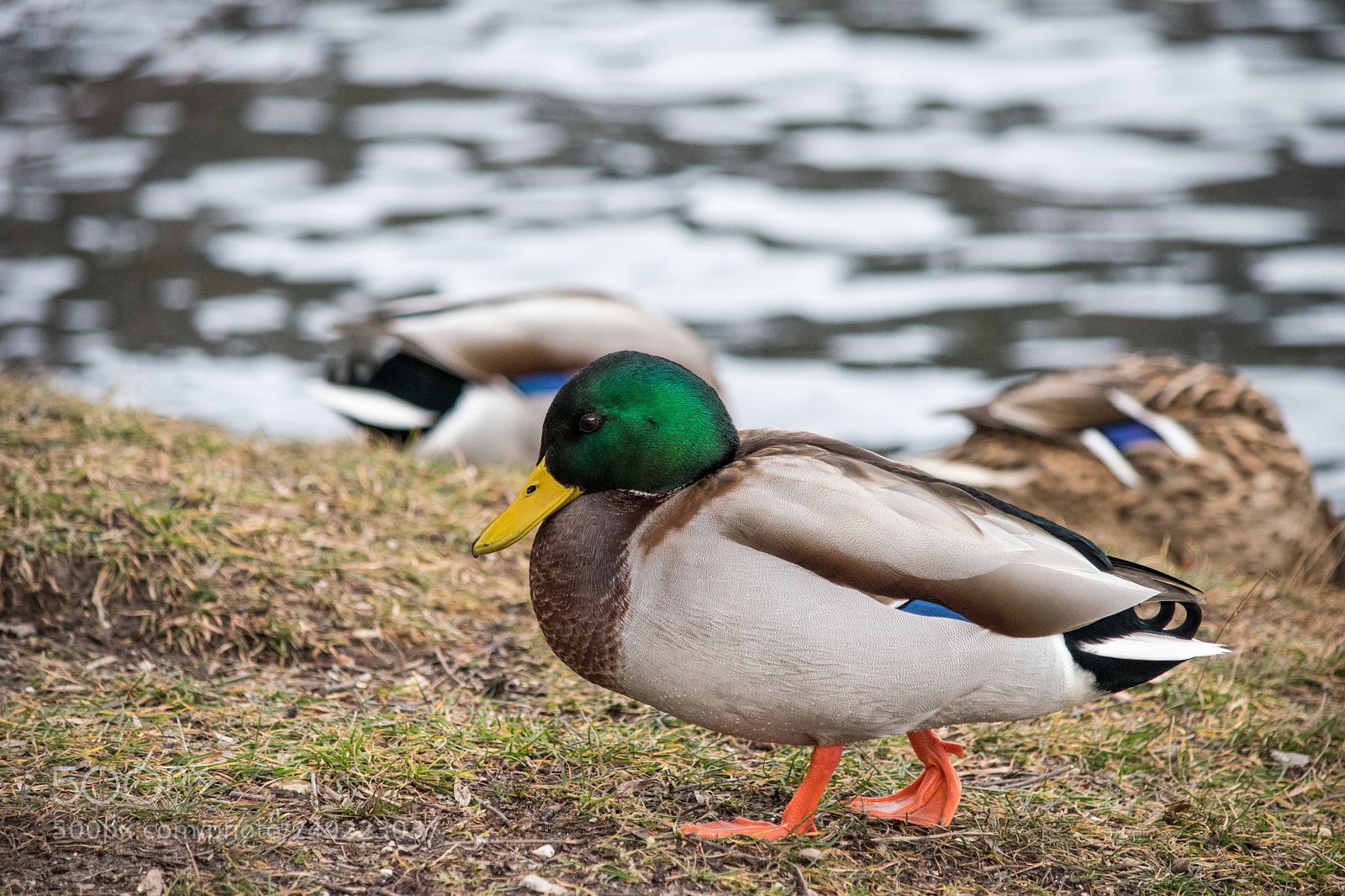 Nikon D5500 sample photo. Just a duck photography
