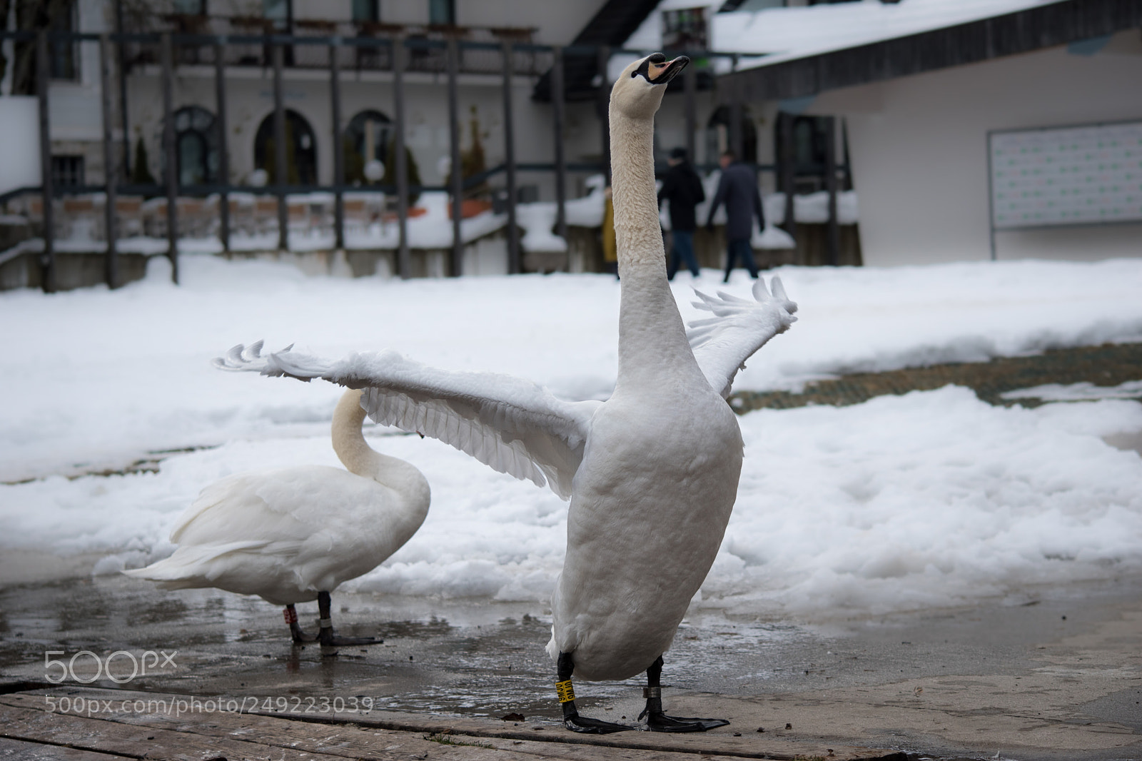 Nikon D5500 sample photo. Look how tall i'm photography