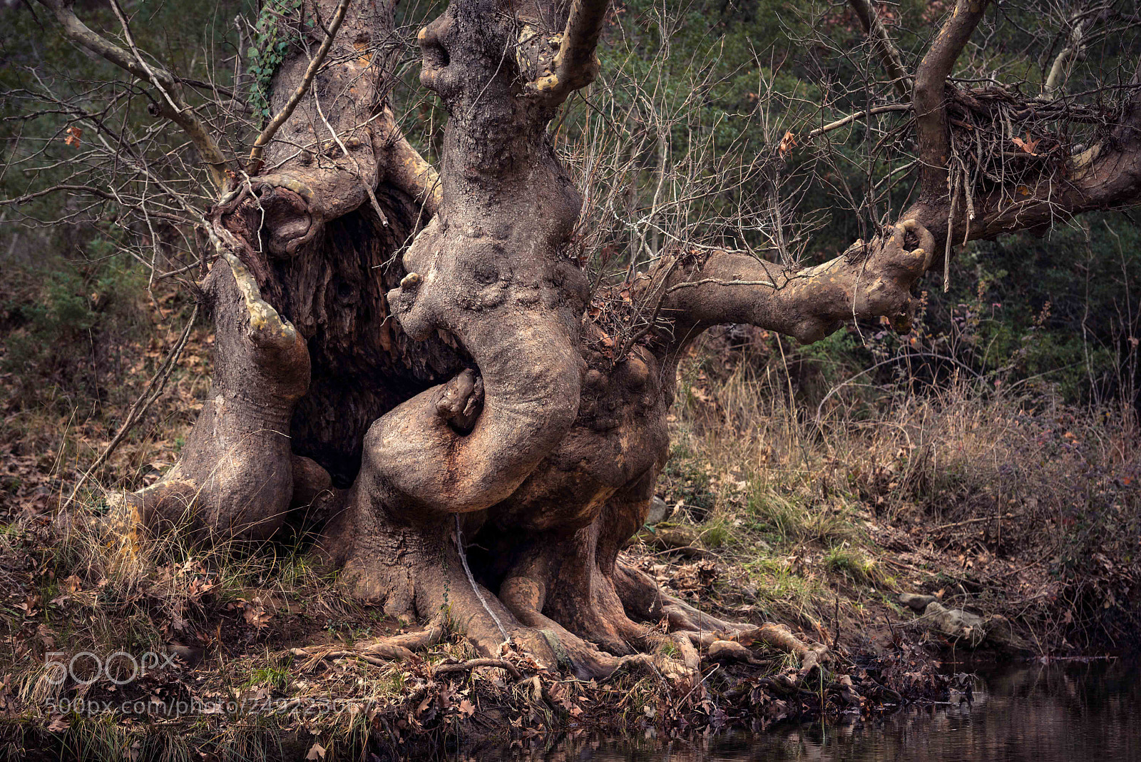 Nikon D600 sample photo. My friends, the elephants... photography