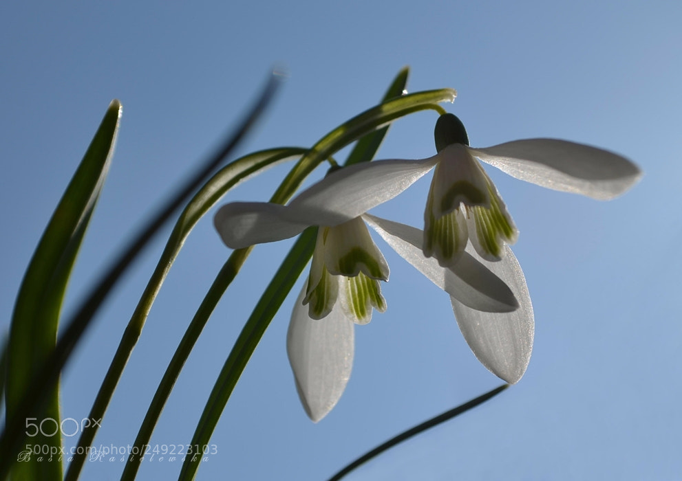 Nikon D5100 sample photo. Snowdrops photography