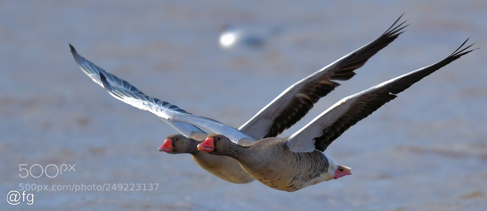 Nikon D500 sample photo. The side by side photography