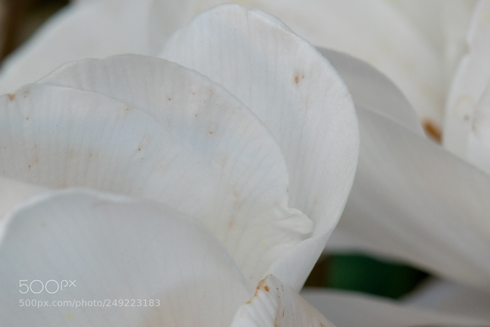 Nikon D5300 sample photo. Soft petaling photography