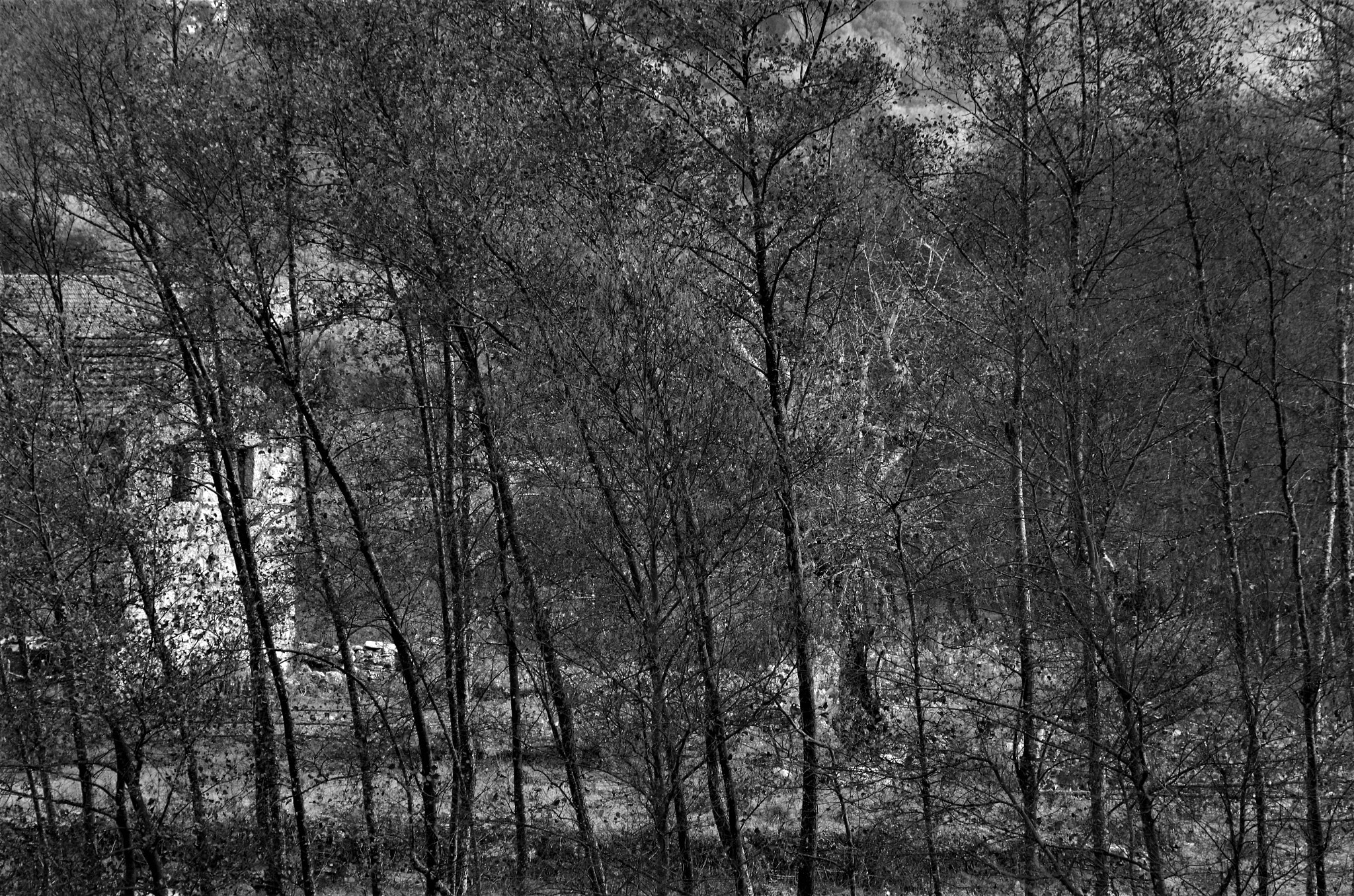 HD Pentax DA 55-300mm F4.0-5.8 ED WR sample photo. Talk to the trees photography