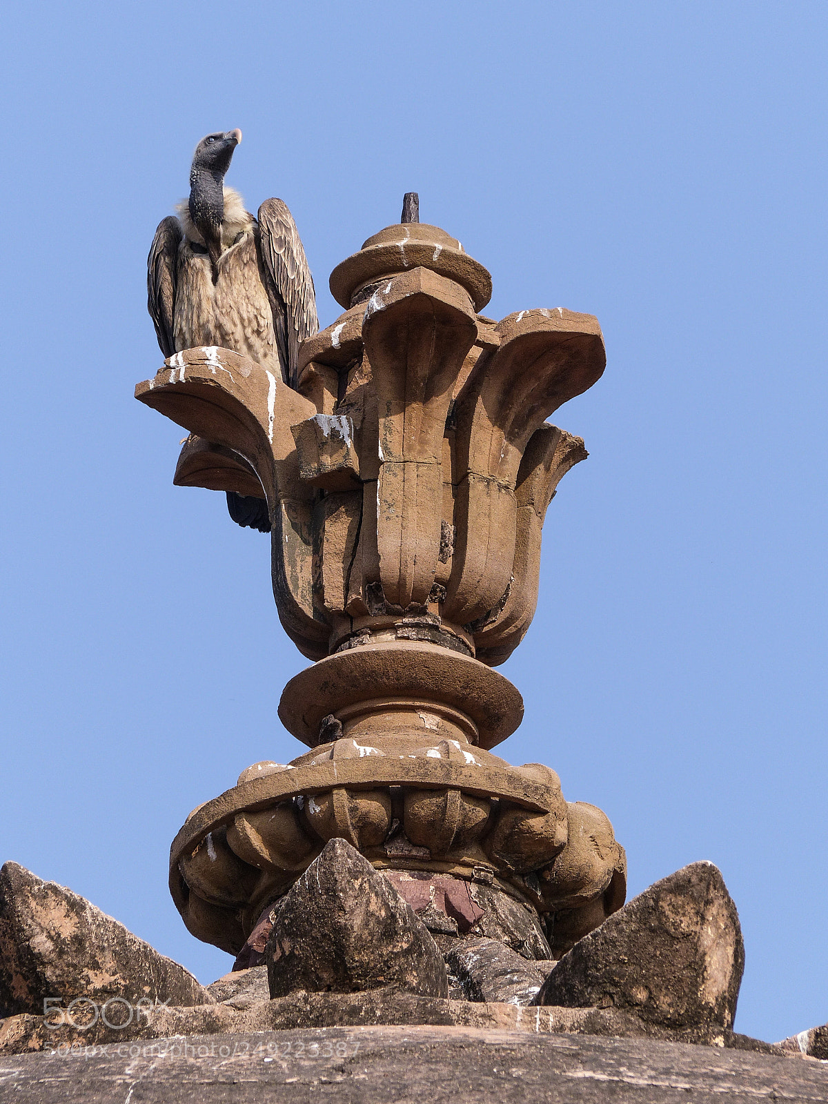 Panasonic Lumix DMC-FZ200 sample photo. Indian vulture photography