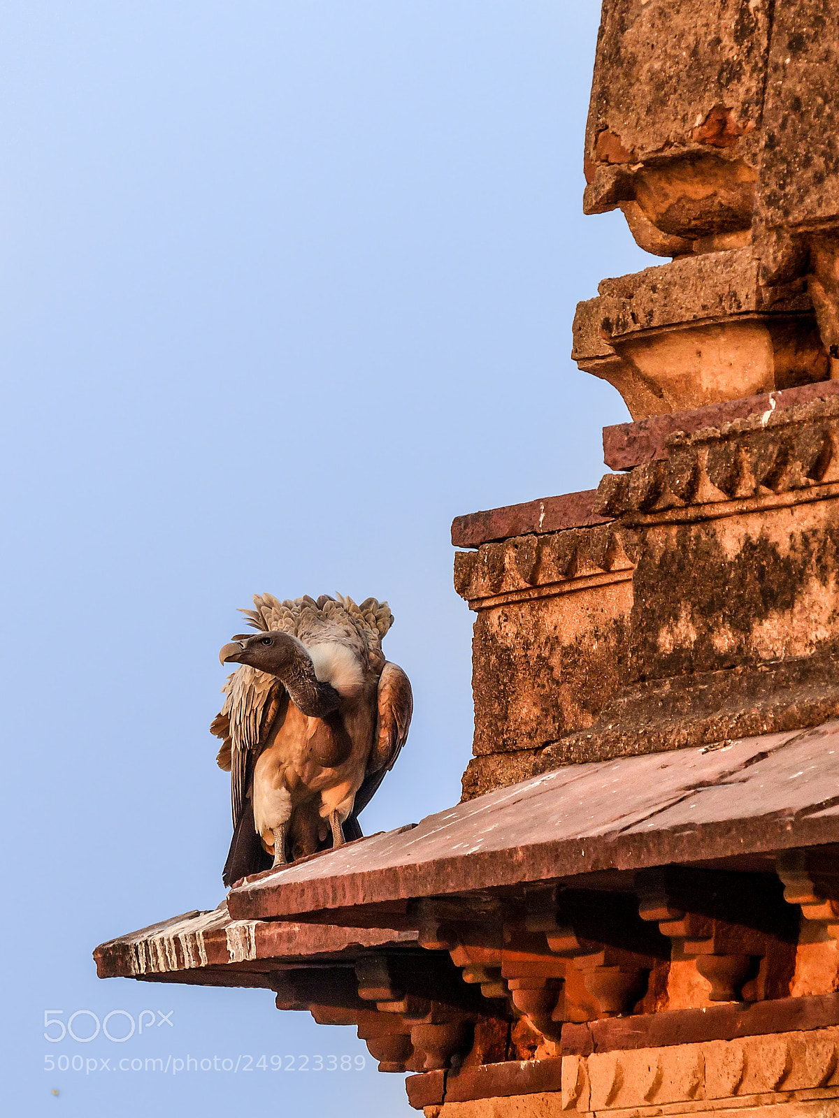 Panasonic Lumix DMC-FZ200 sample photo. Indian vulture photography