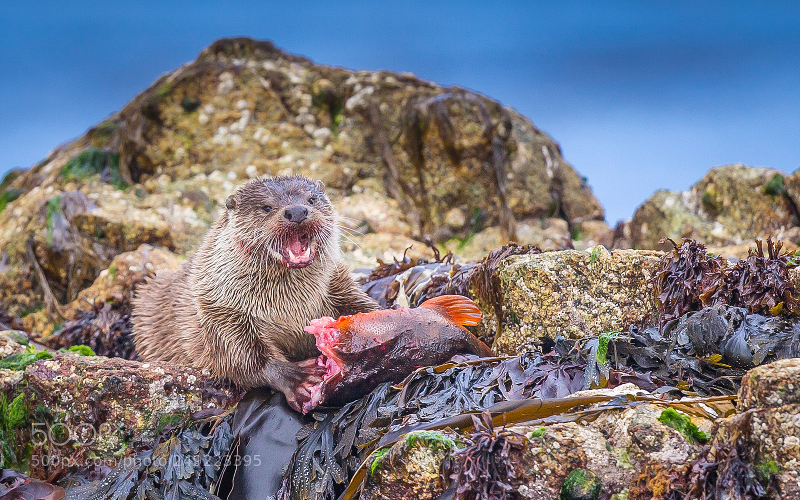 Canon EOS-1D X sample photo. Sea otter shetland photography