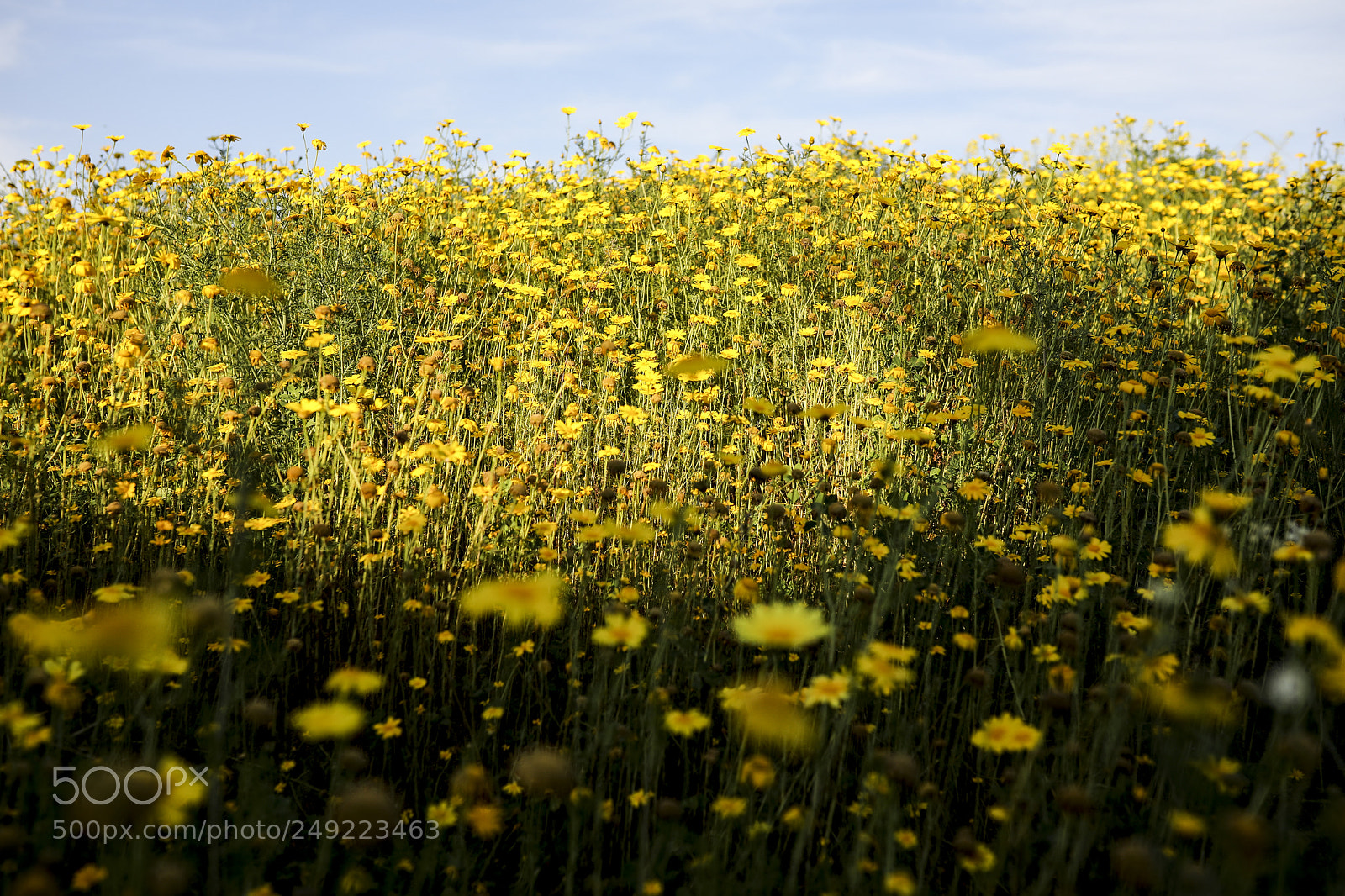 Canon EOS 5D Mark IV sample photo. Chamomile photography