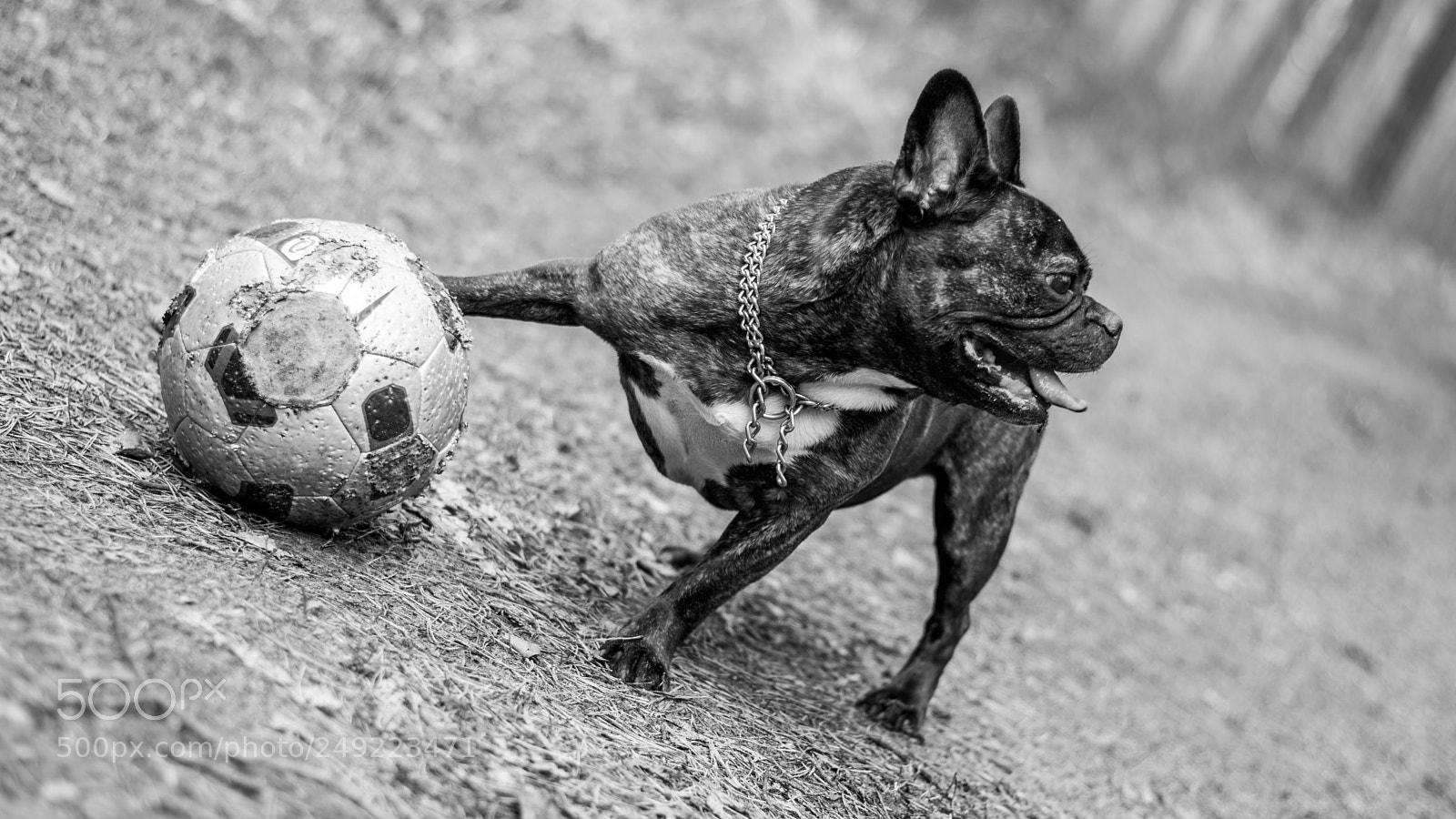 Nikon D5300 sample photo. French bulldog 2 photography
