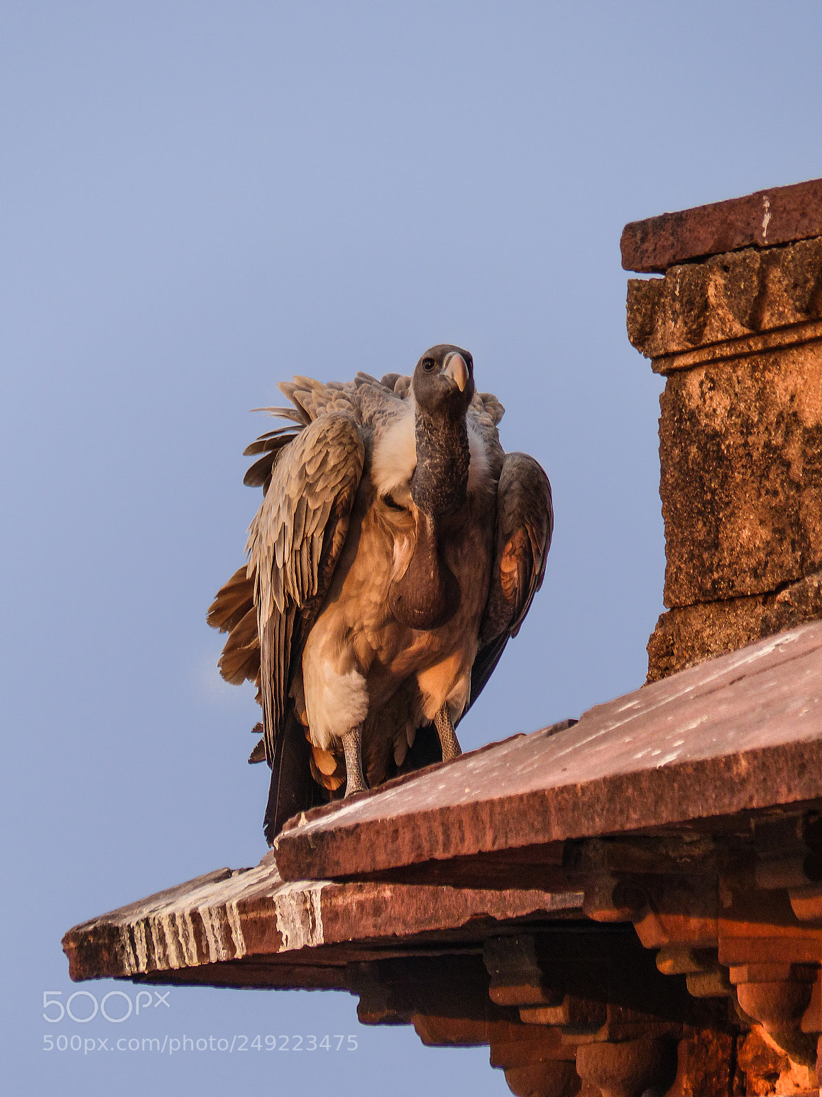 Panasonic Lumix DMC-FZ200 sample photo. Indian vulture photography