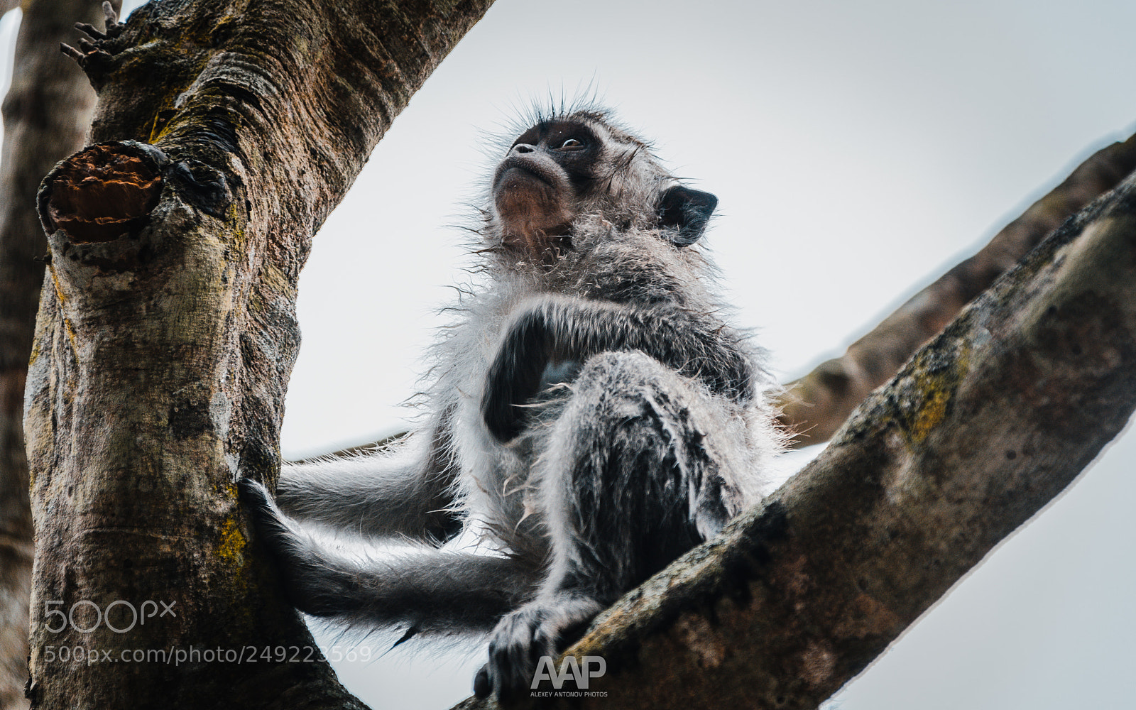 Nikon D5300 sample photo. Thinking monkey photography