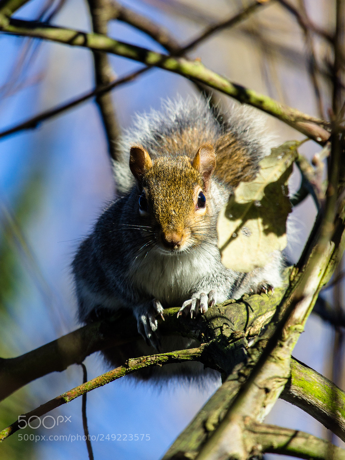 Canon EOS 1200D (EOS Rebel T5 / EOS Kiss X70 / EOS Hi) sample photo. Grey squirrel photography