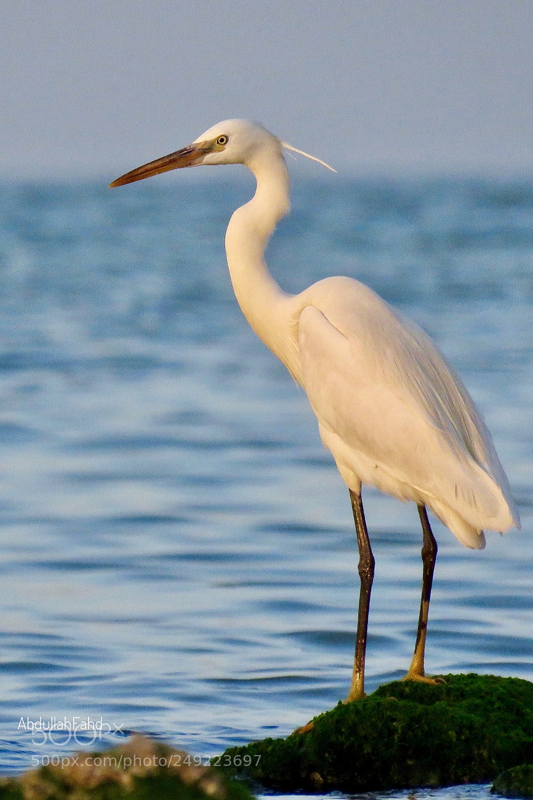 Canon PowerShot SX60 HS sample photo. Egret photography