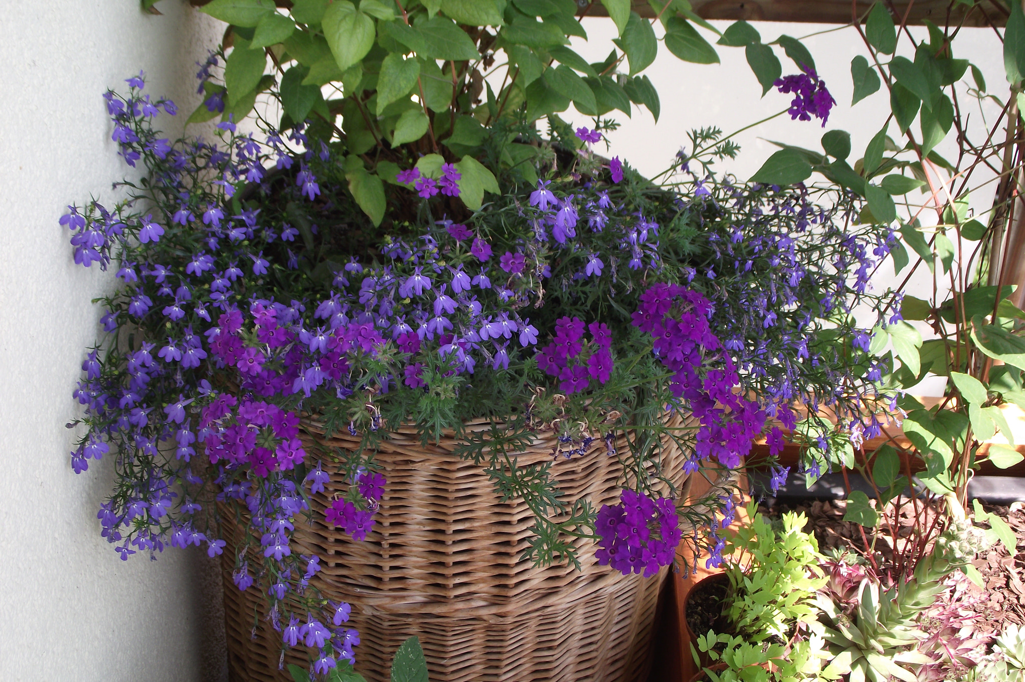 FujiFilm FinePix S2500HD (FinePix S2600HD) sample photo. Colorful flowers in a wicker pot on the terrace photography