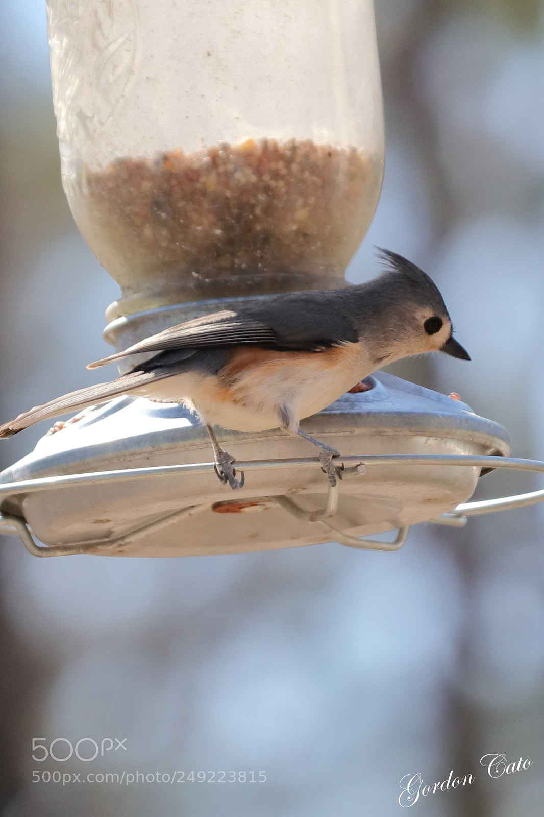 Canon EOS 200D (EOS Rebel SL2 / EOS Kiss X9) sample photo. A titmouse photography