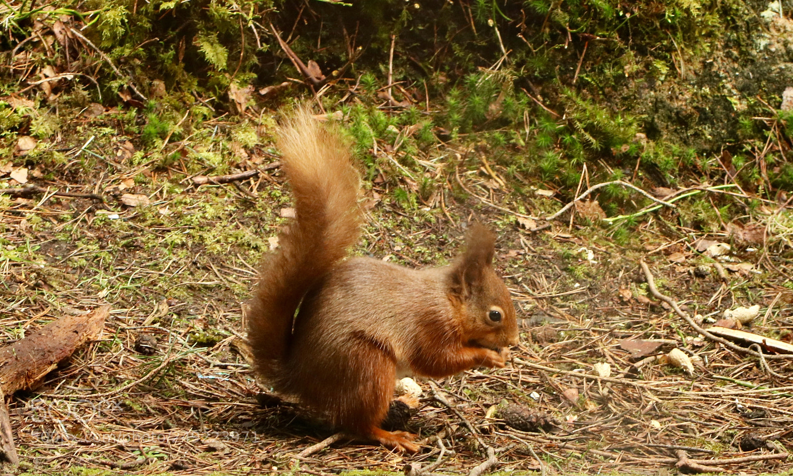 Canon EOS 750D (EOS Rebel T6i / EOS Kiss X8i) sample photo. Hungry red squirrel photography